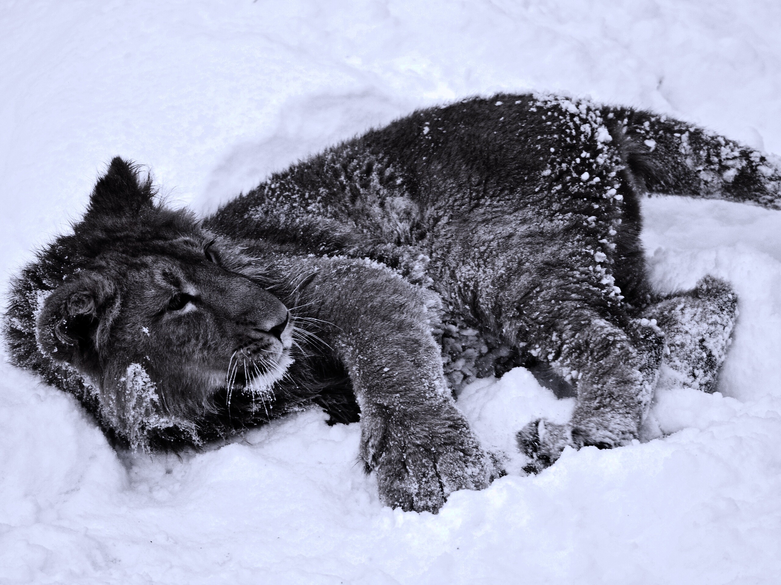 Львёнок в снегу обои