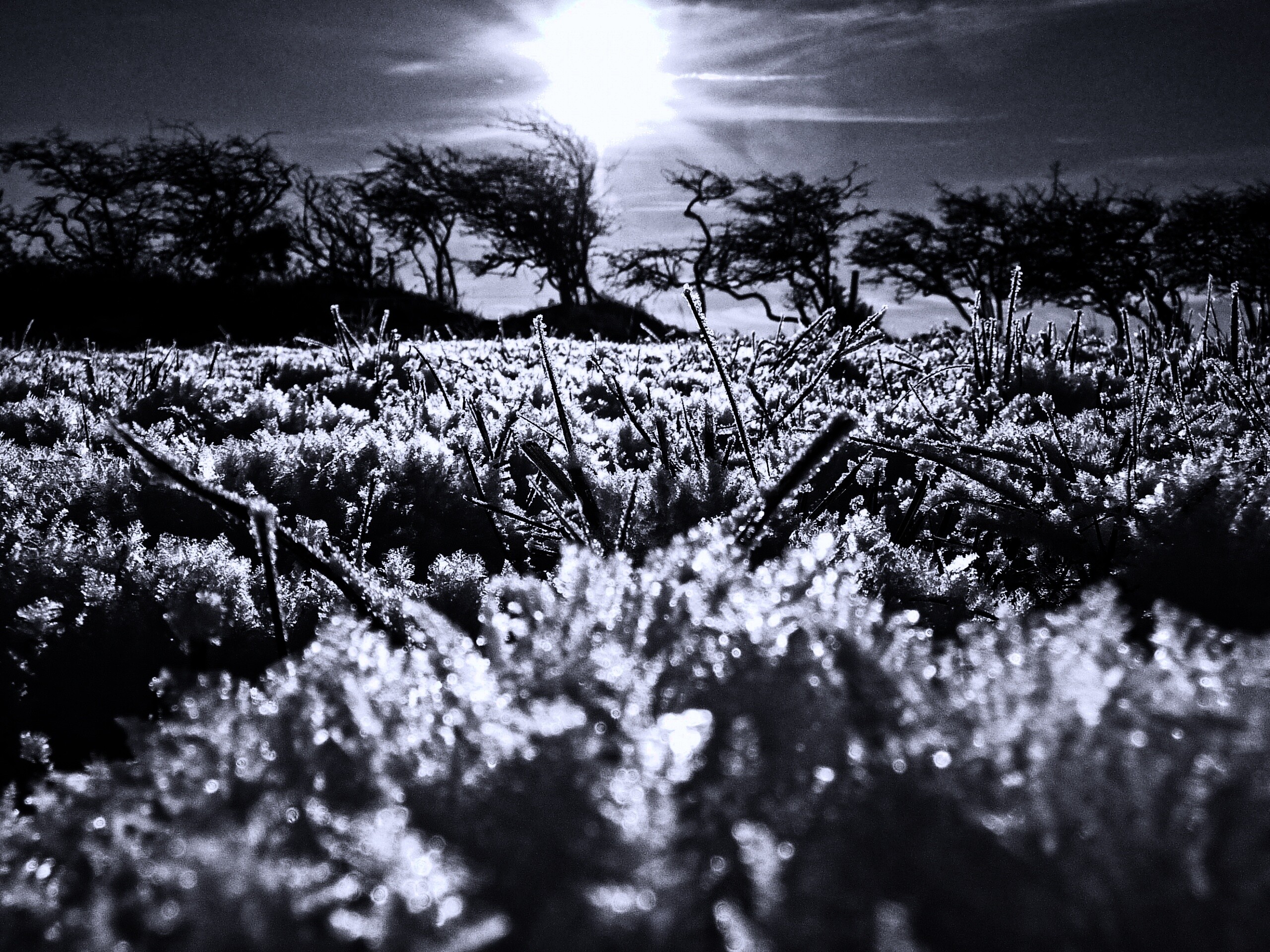 Утренний мороз обои