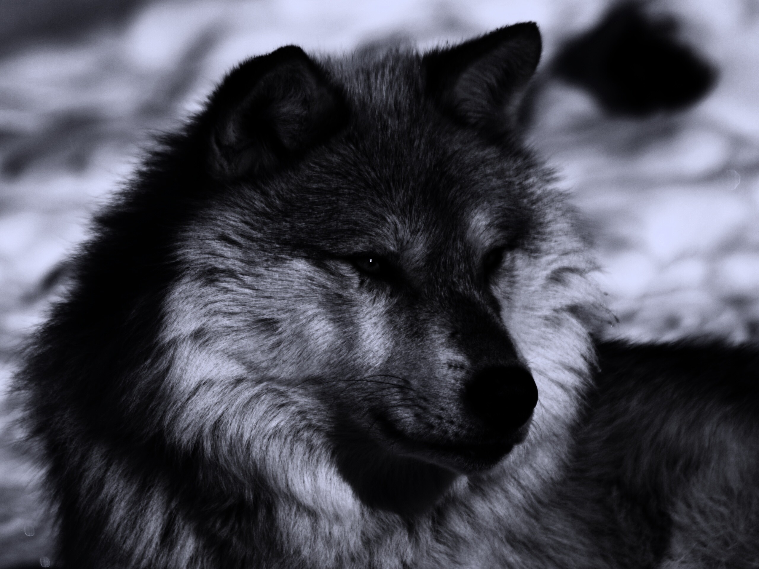 Лайка на снегу обои