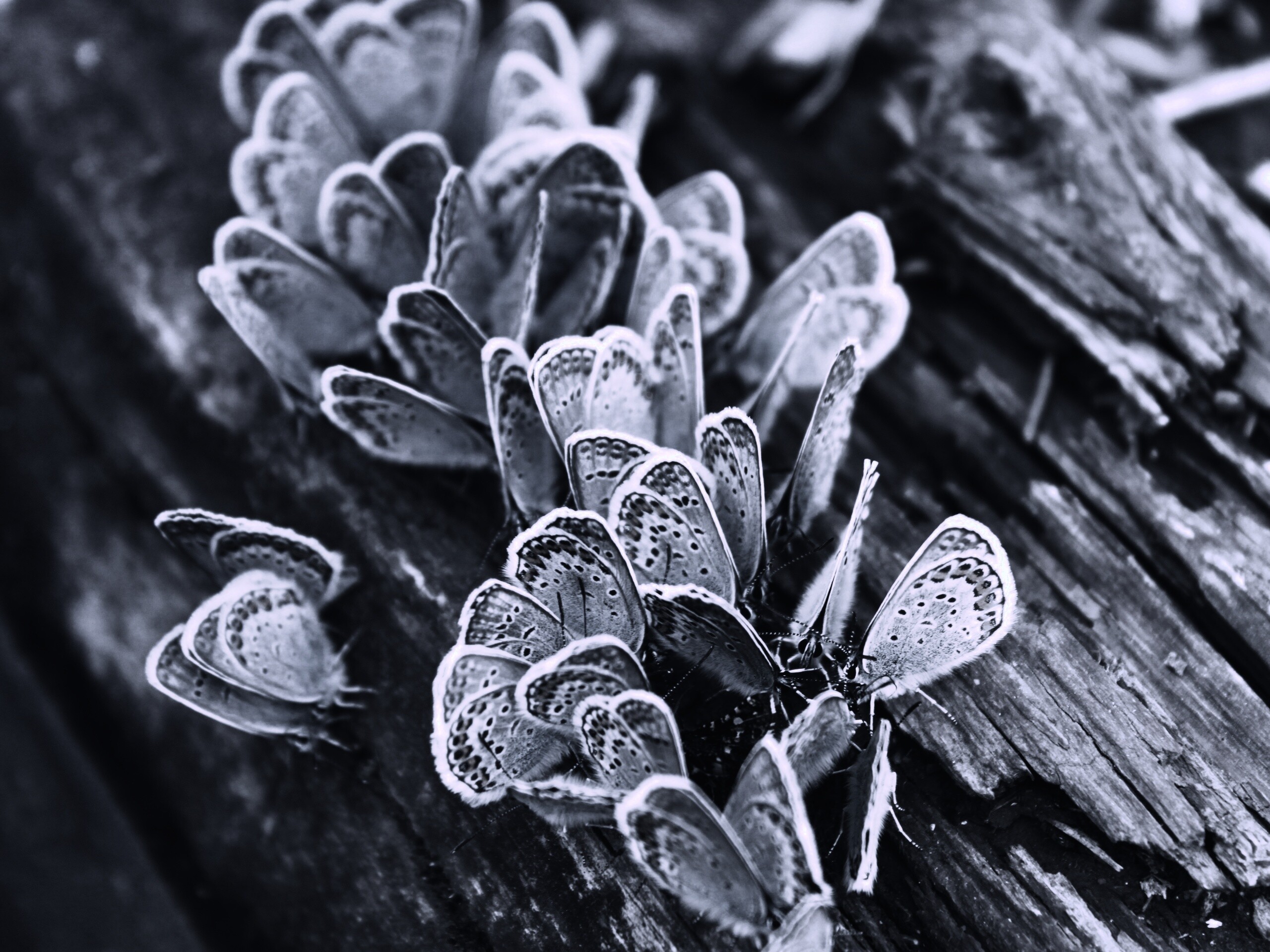 Голубые бабочки обои