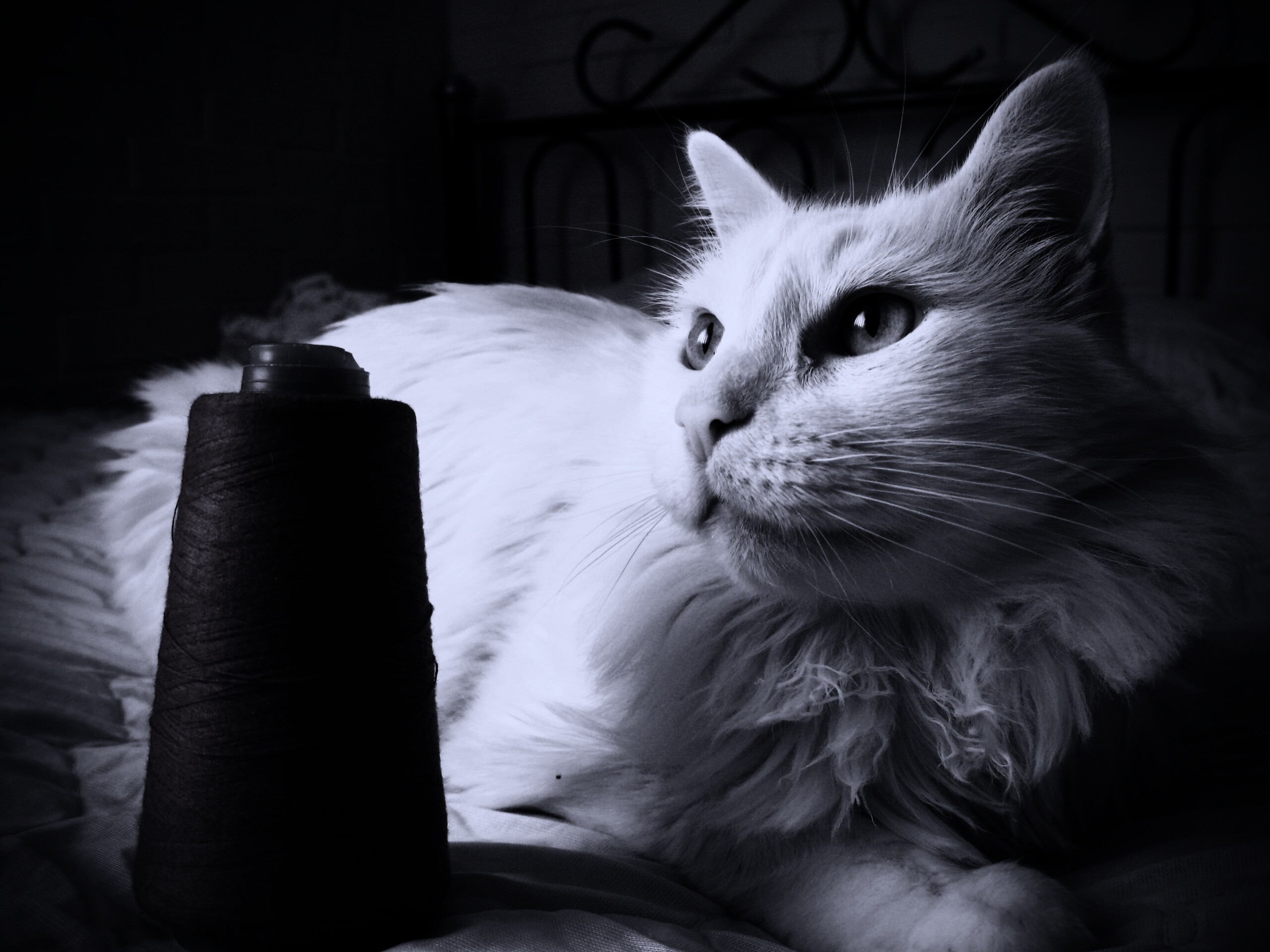 Белый кот с катушкой ниток обои