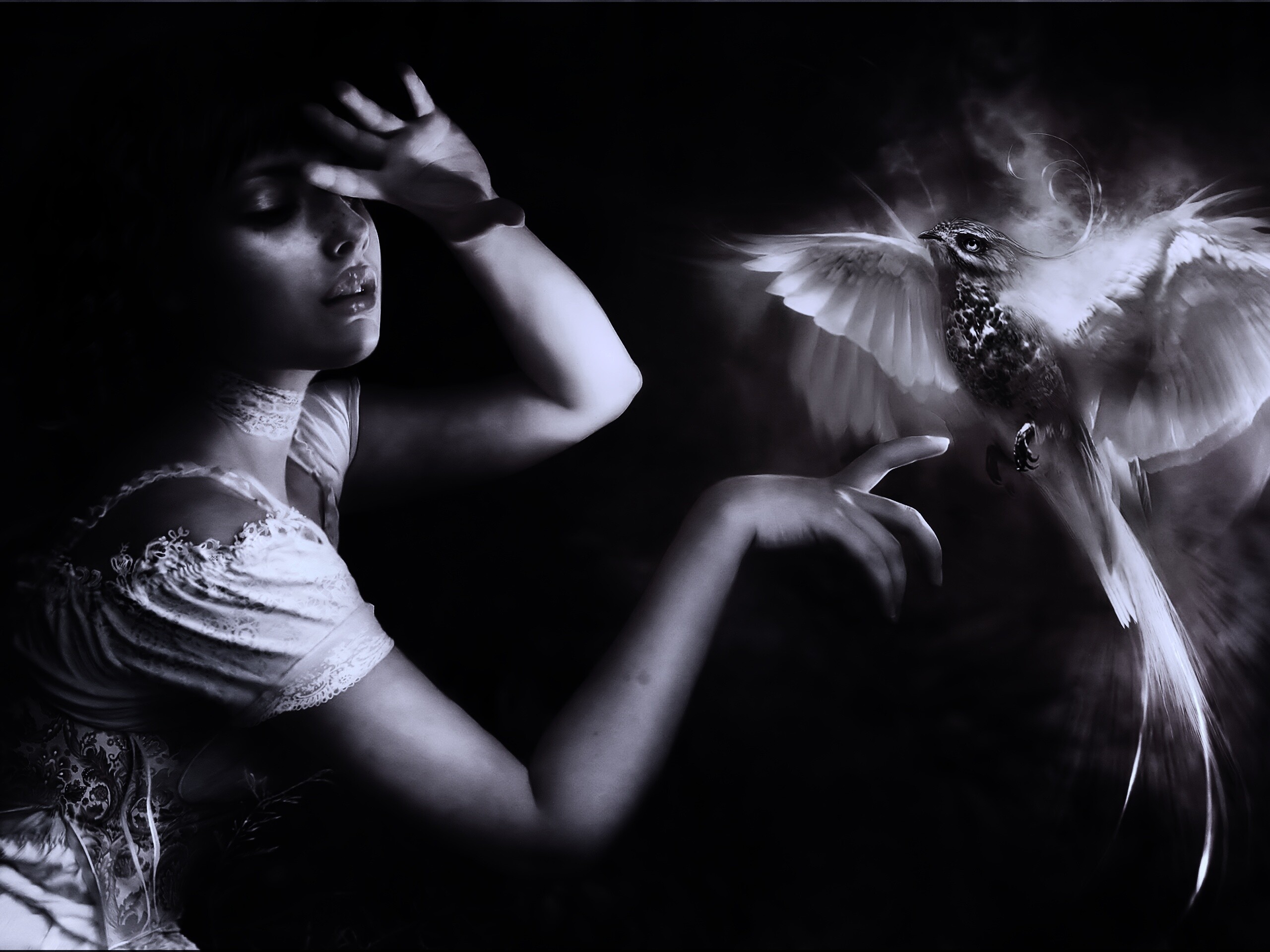 Феникс обои