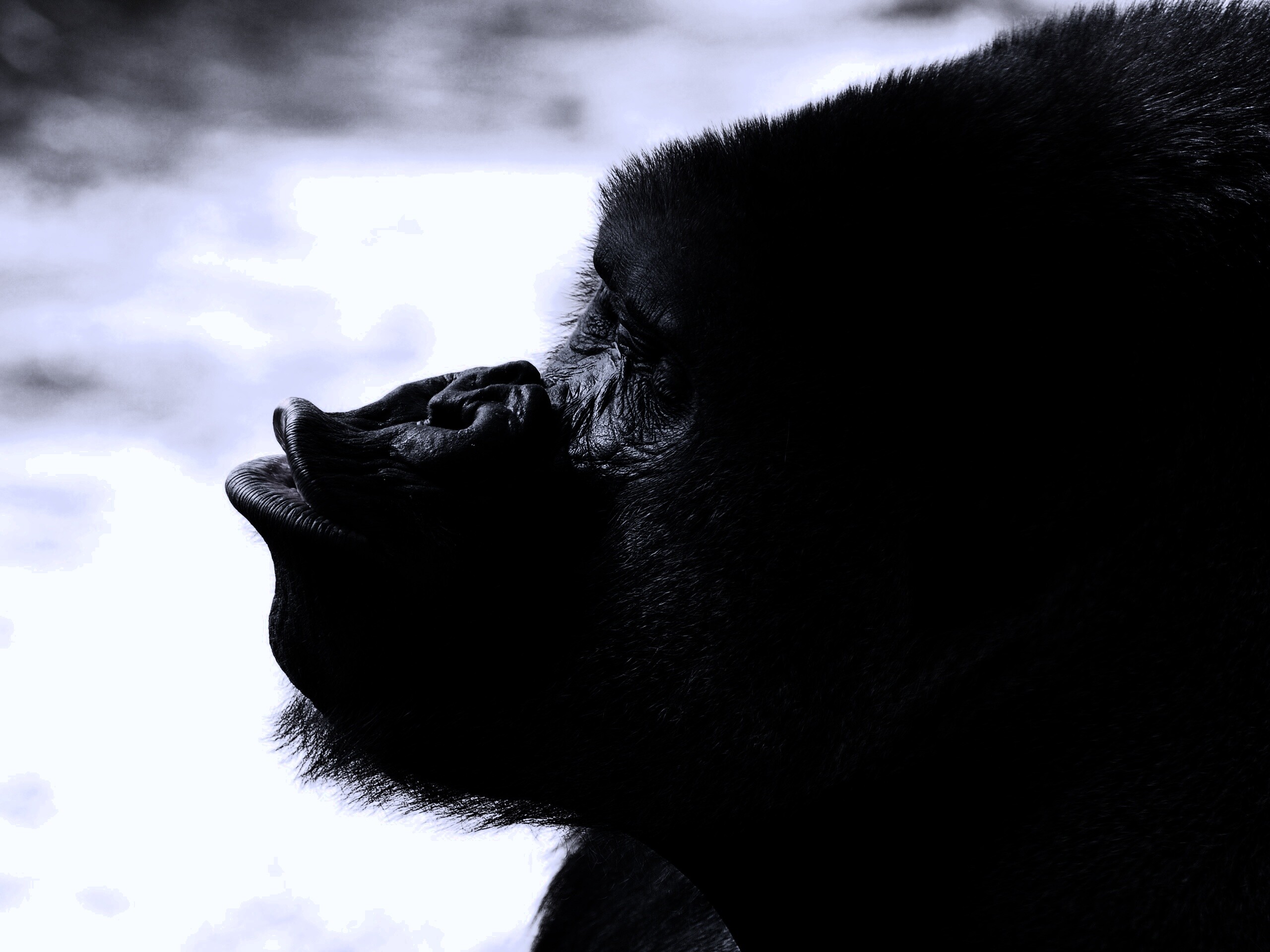 Горилла корчит рожи обои