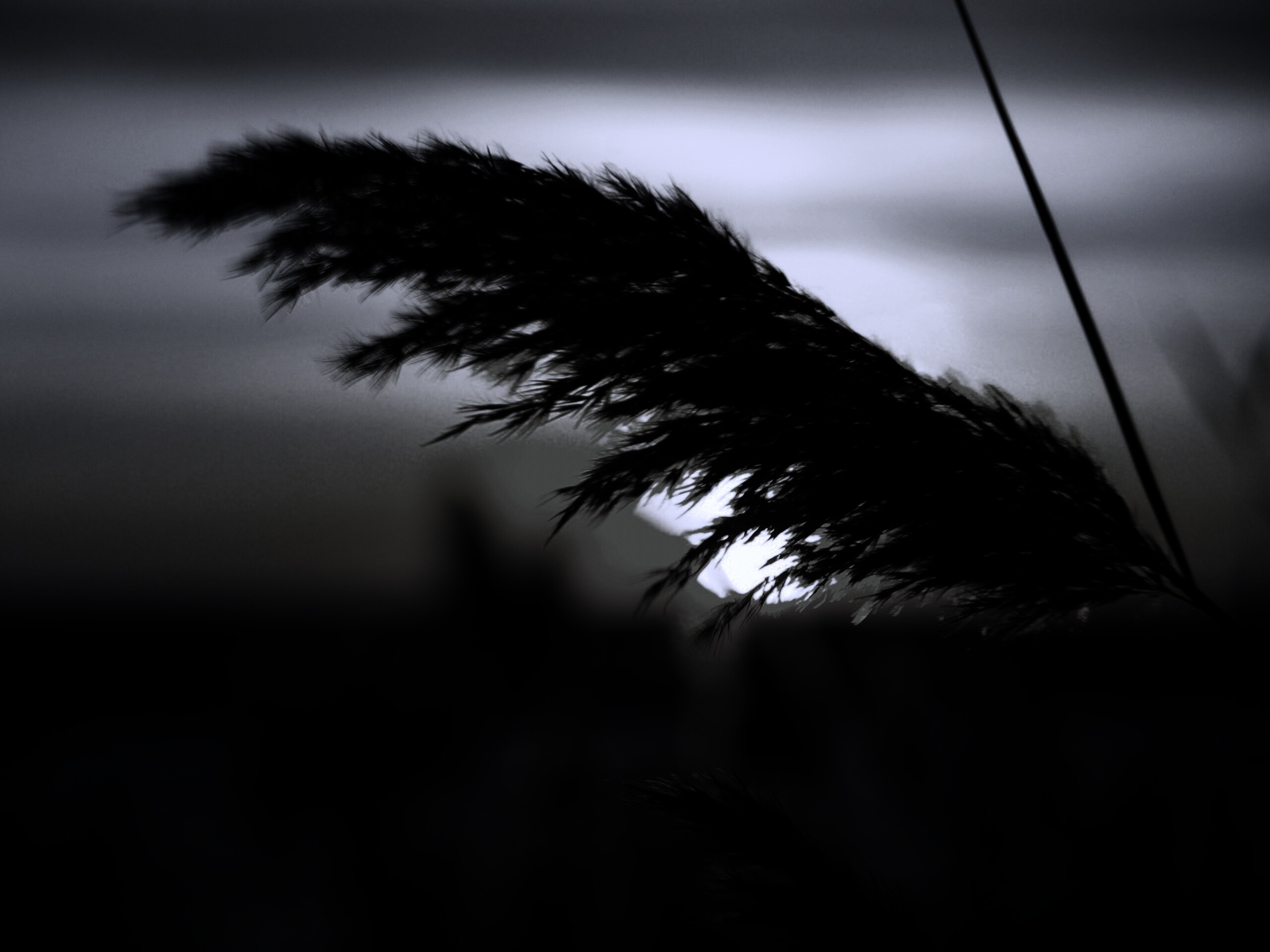 Камыш на закате обои