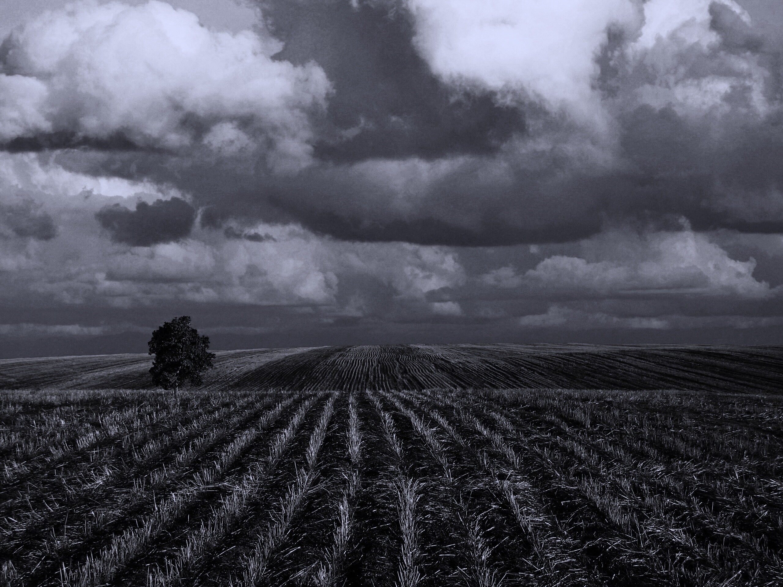 Дерево в поле обои