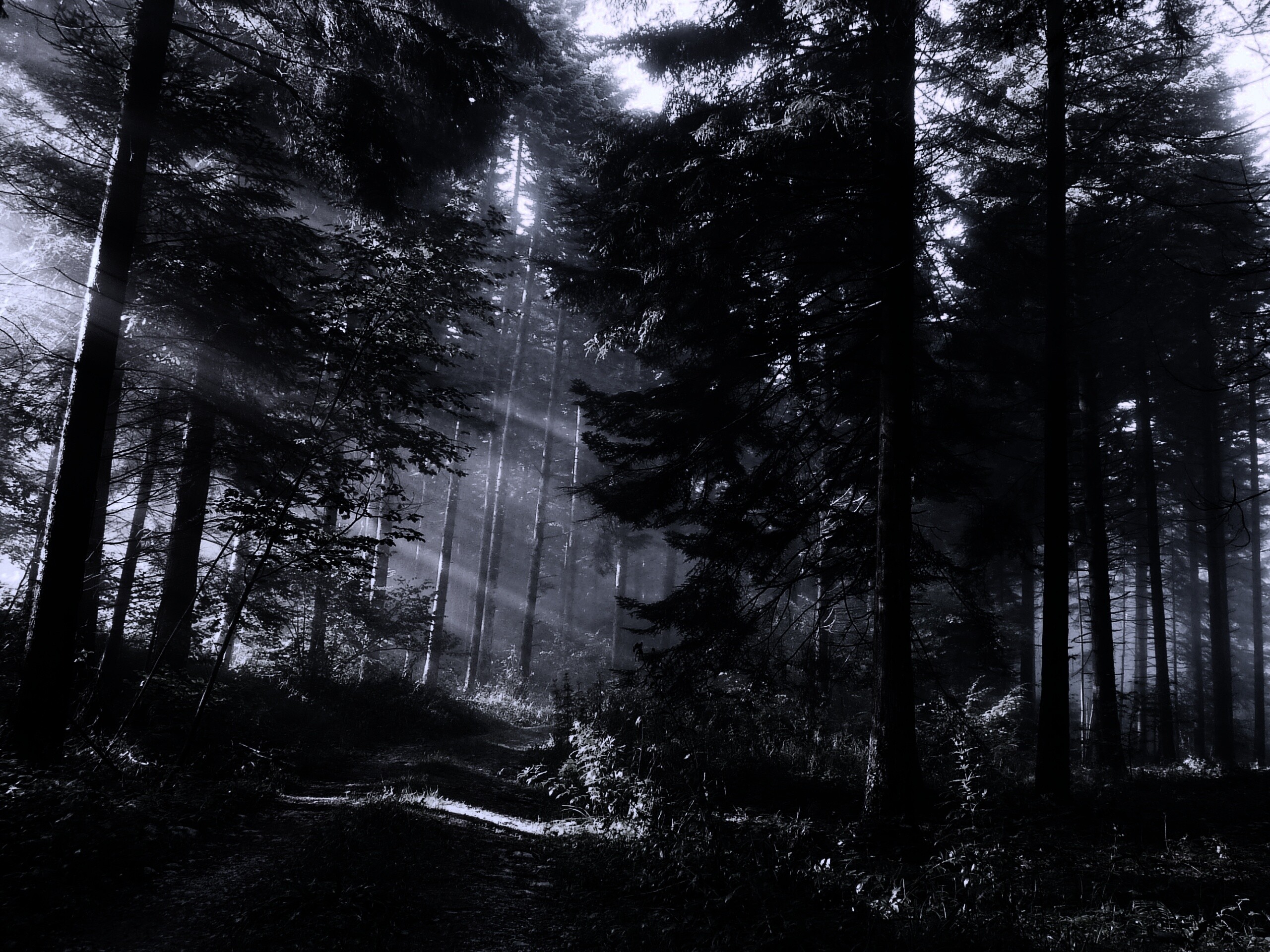 Тропа в лесу обои