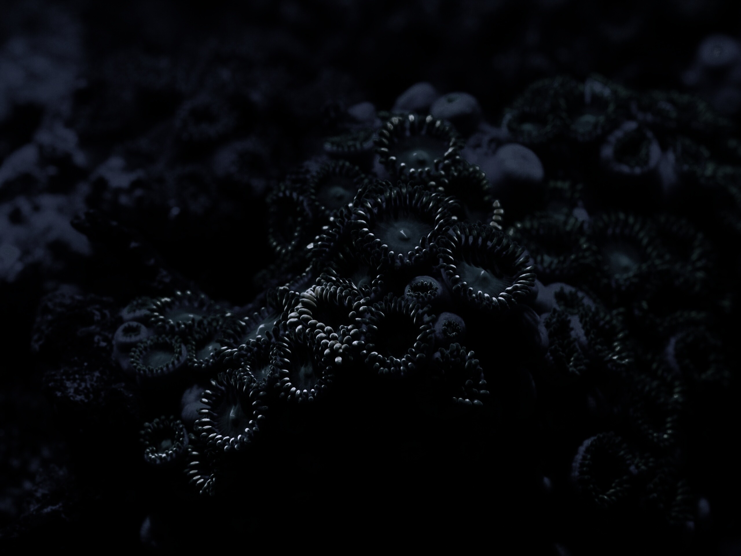 Морское дно обои