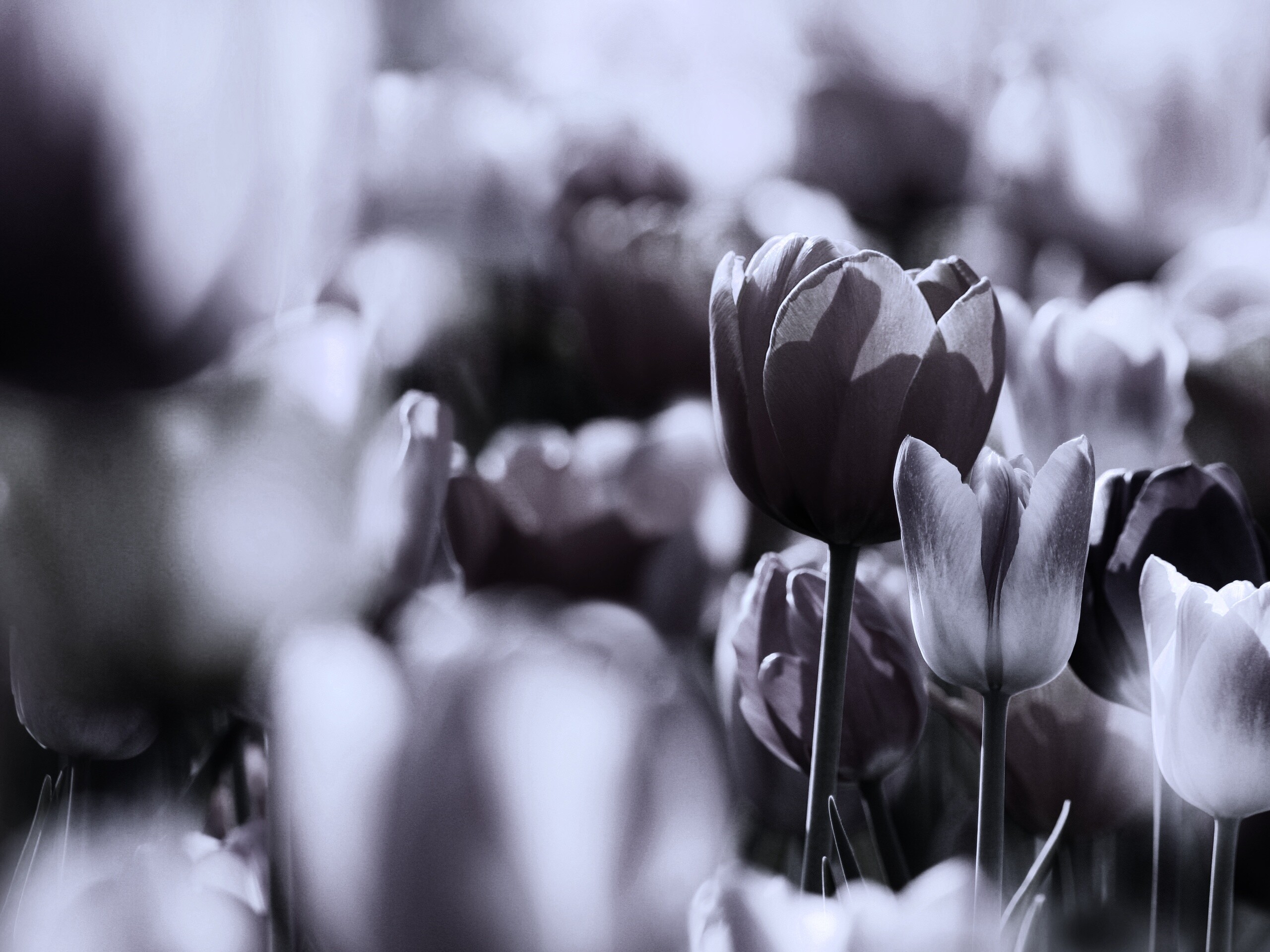 Красивые тюльпаны обои