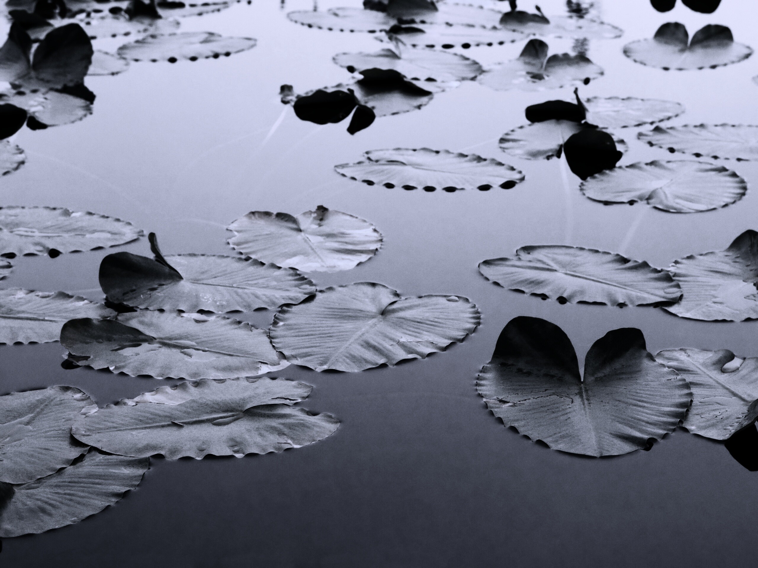 Плавающие листья обои