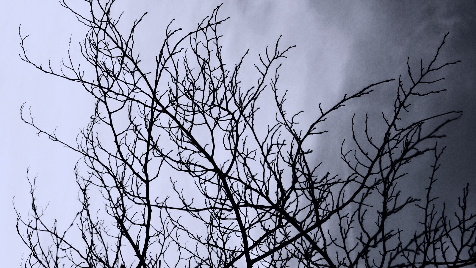 Ветвистое дерево обои