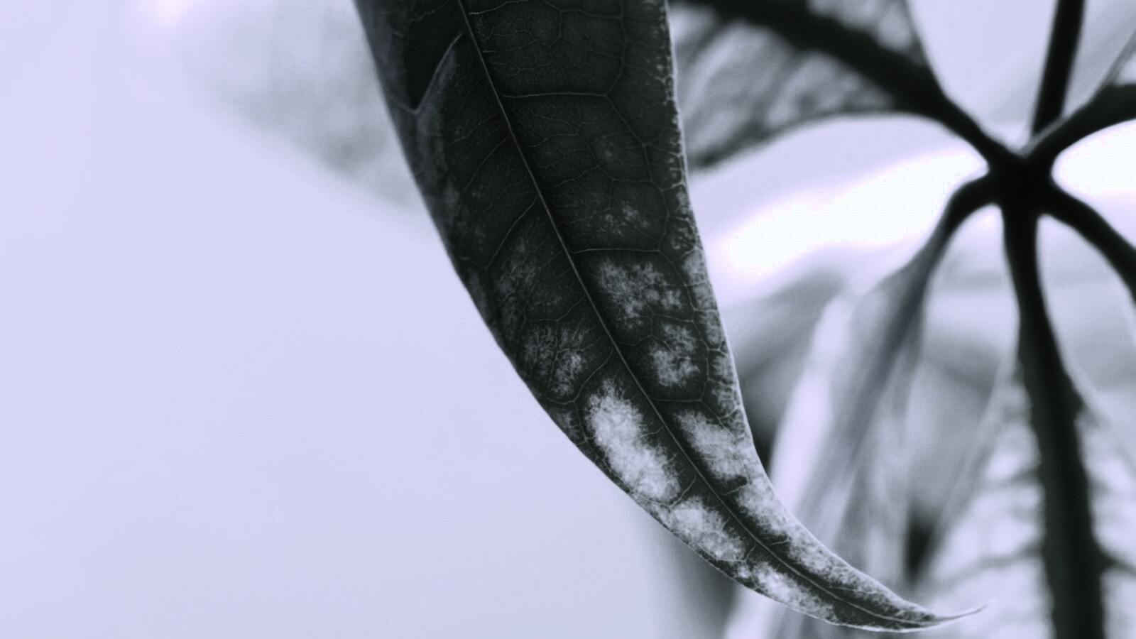 Зеленый листок обои