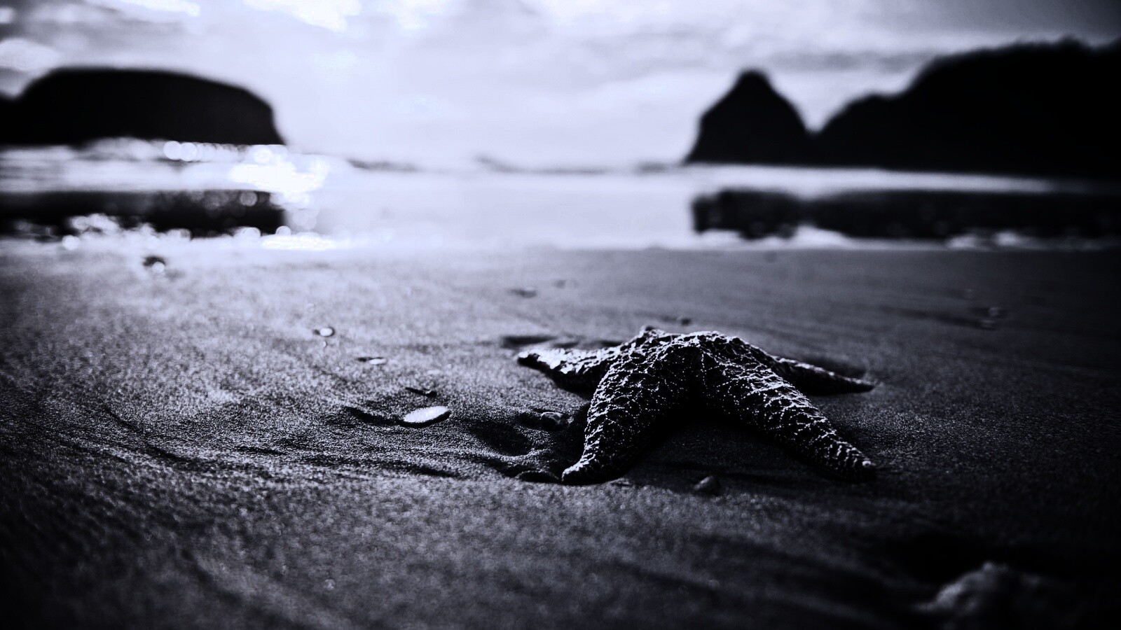 Морская звезда обои