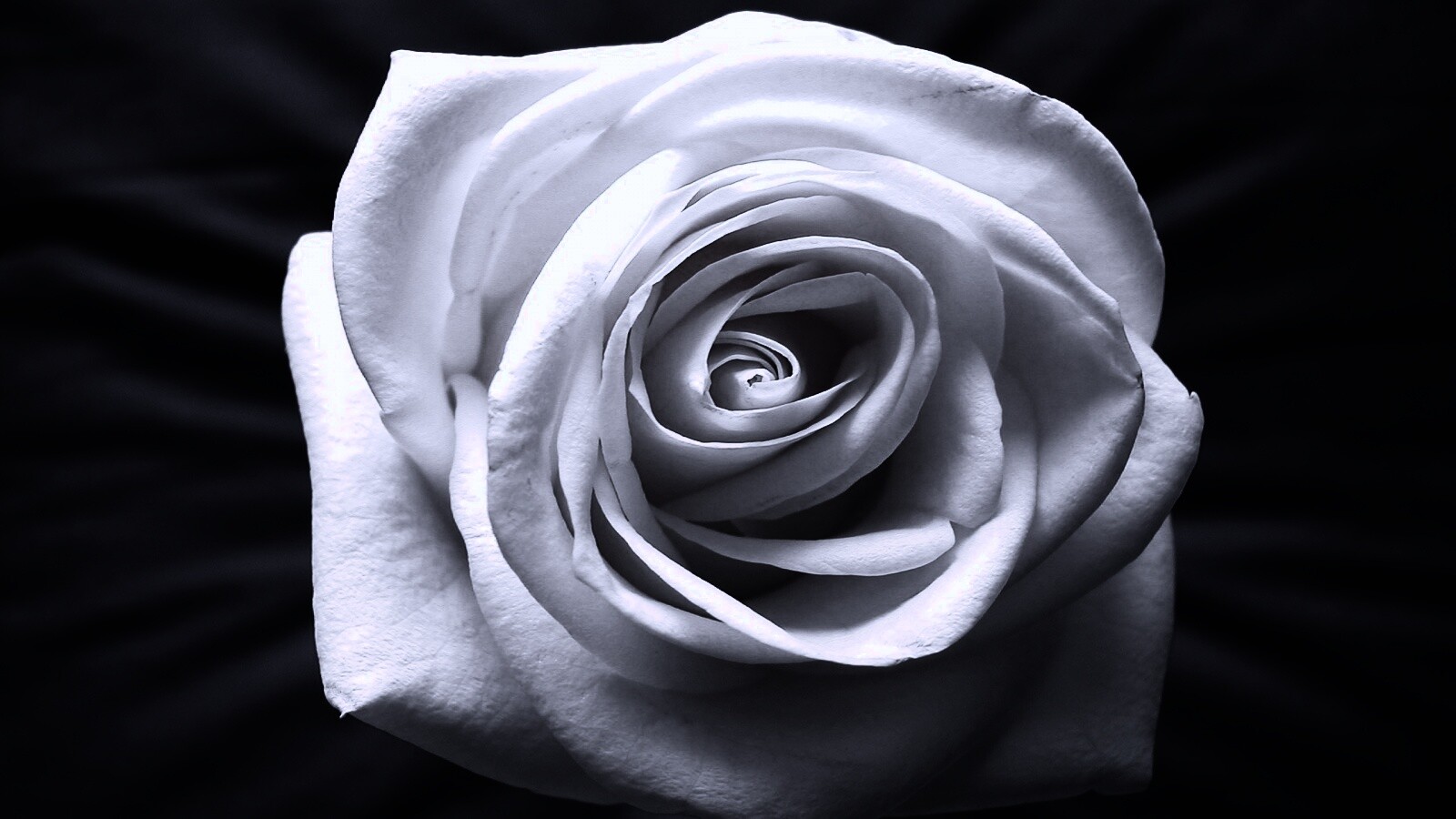 Белая роза обои