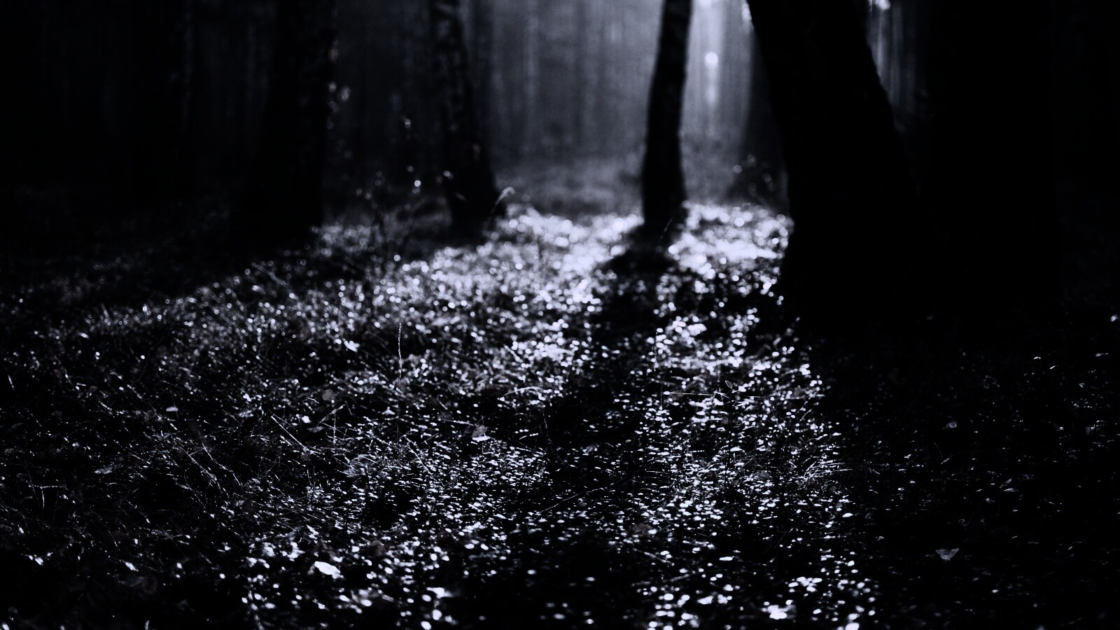 Лесная земля обои