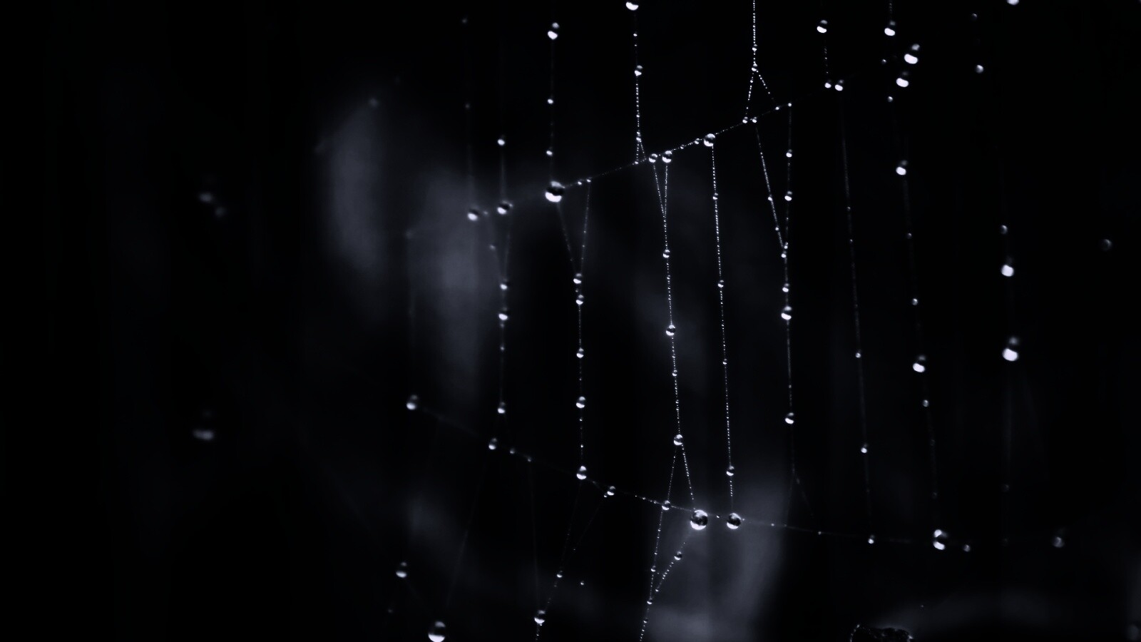 Роса на паутине обои