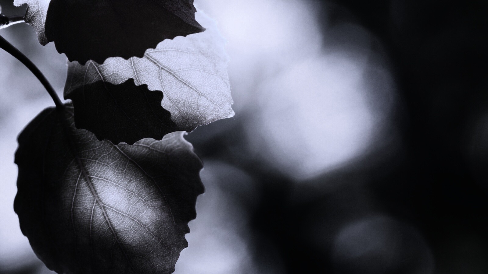 Макро фото осенней листвы обои