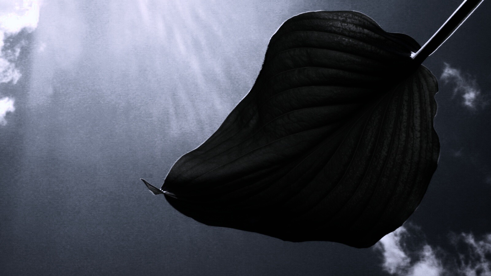 Листик тянется к солнцу обои