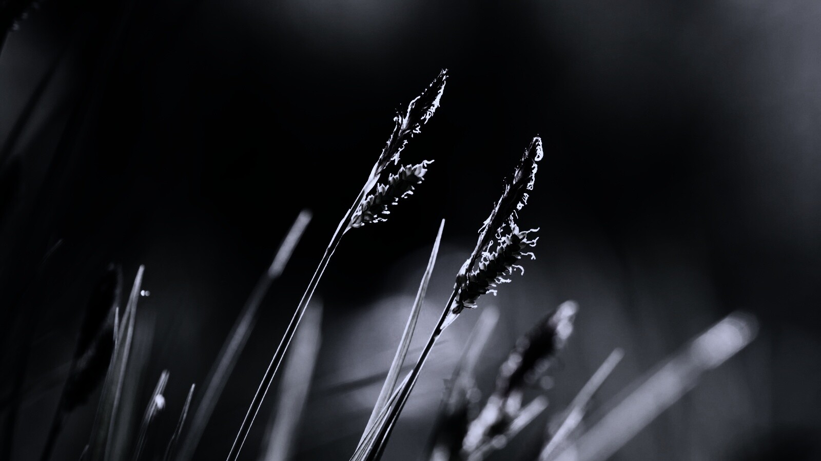 Макро фото луговой травы обои