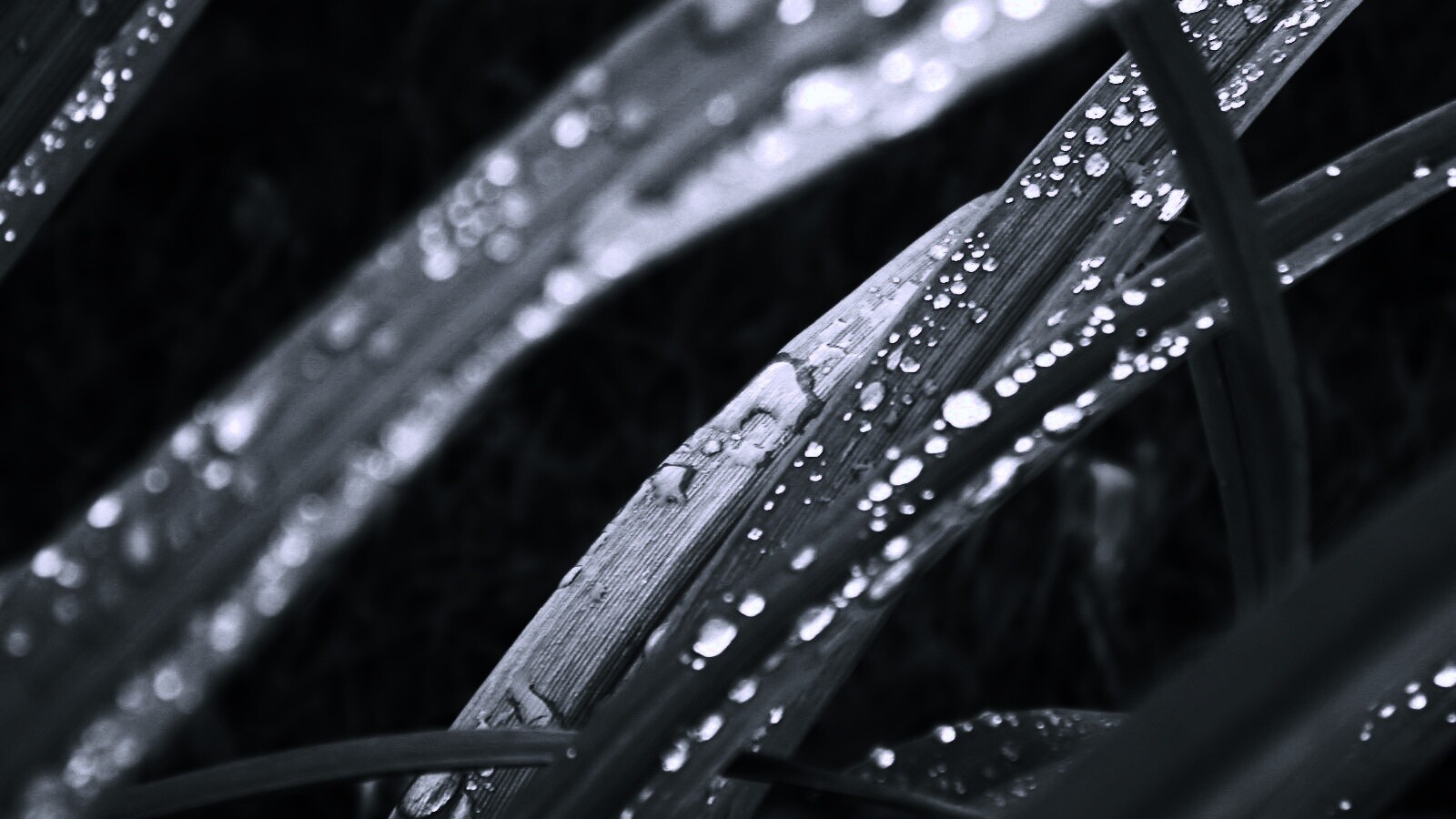 Роса на траве обои