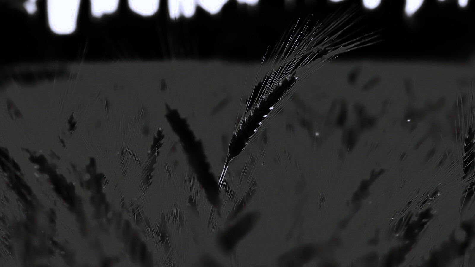 Пшеничное поле обои