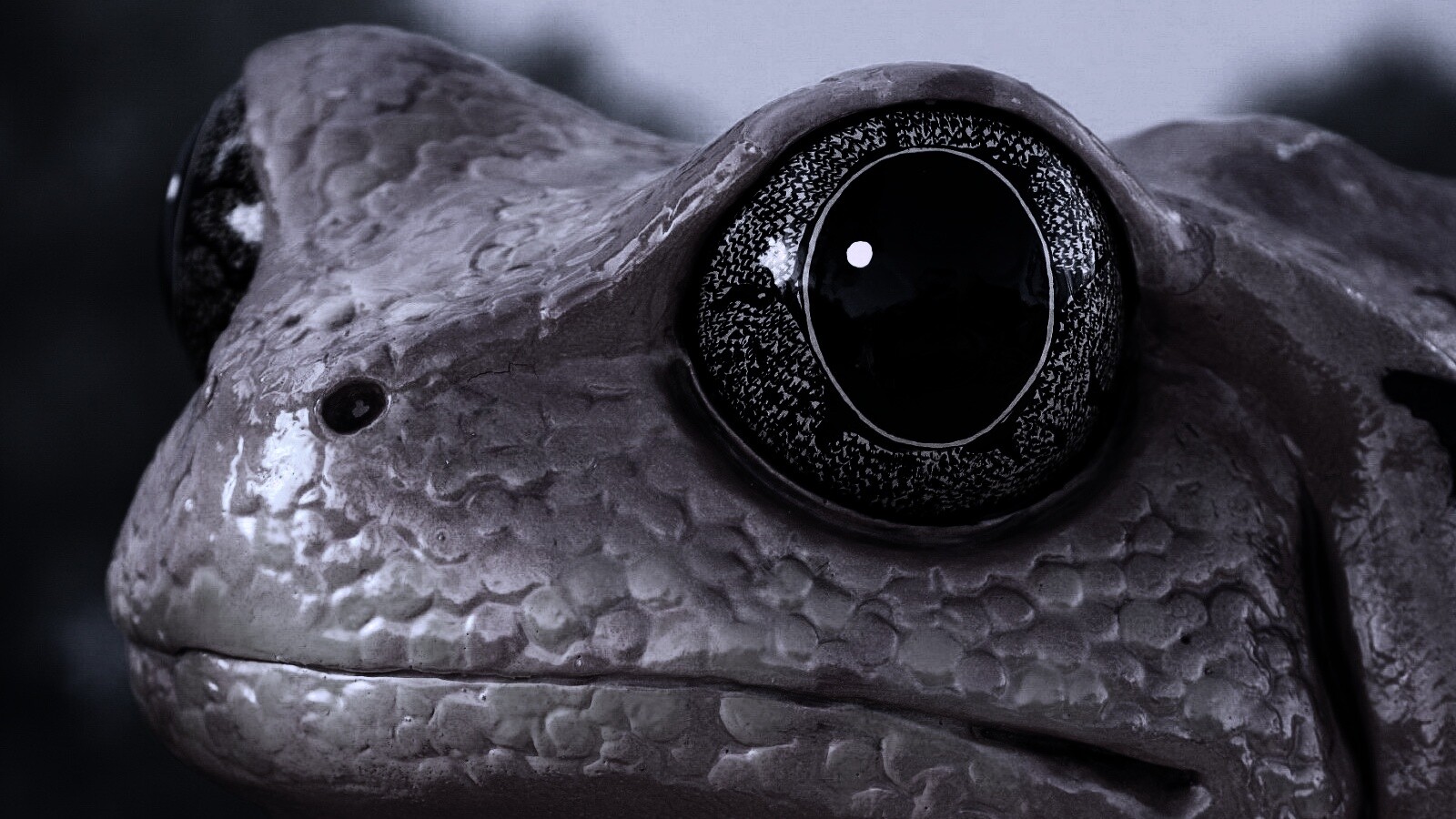 Красная лягушка обои