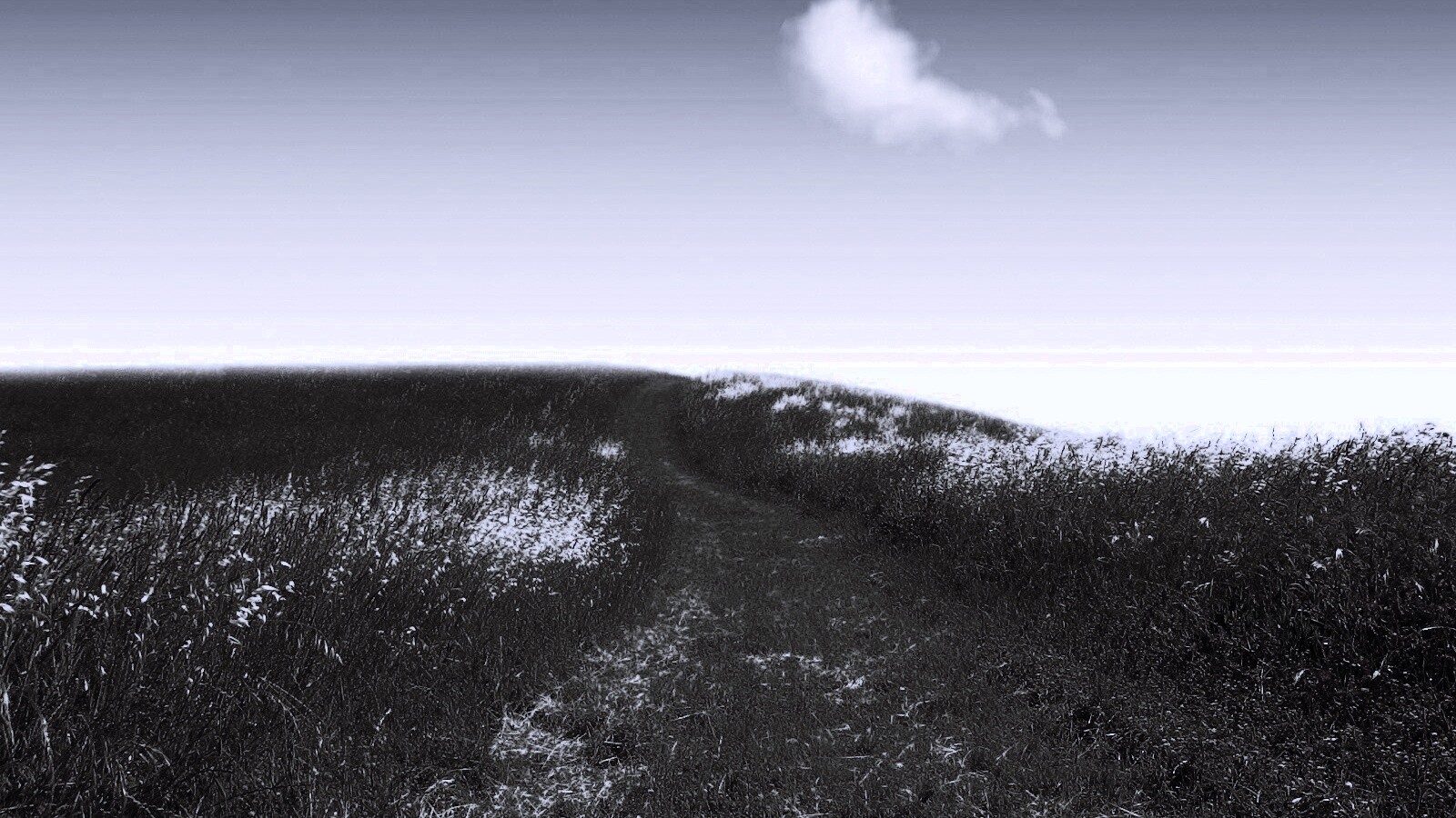 Золоте поле обои