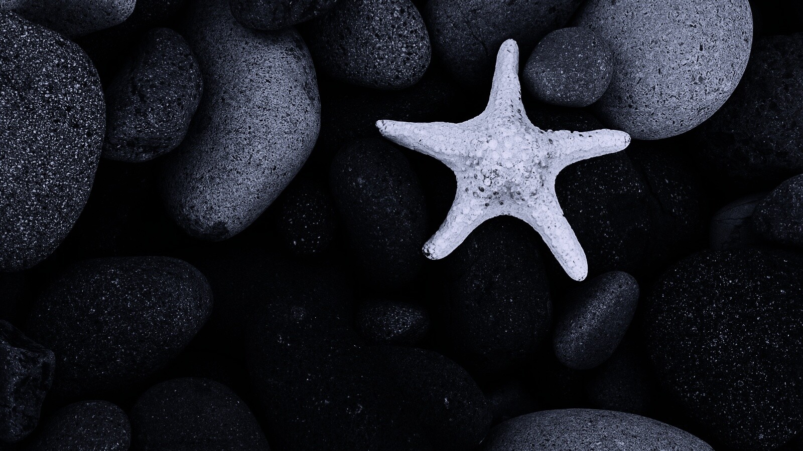 Звезда на морской гальке обои