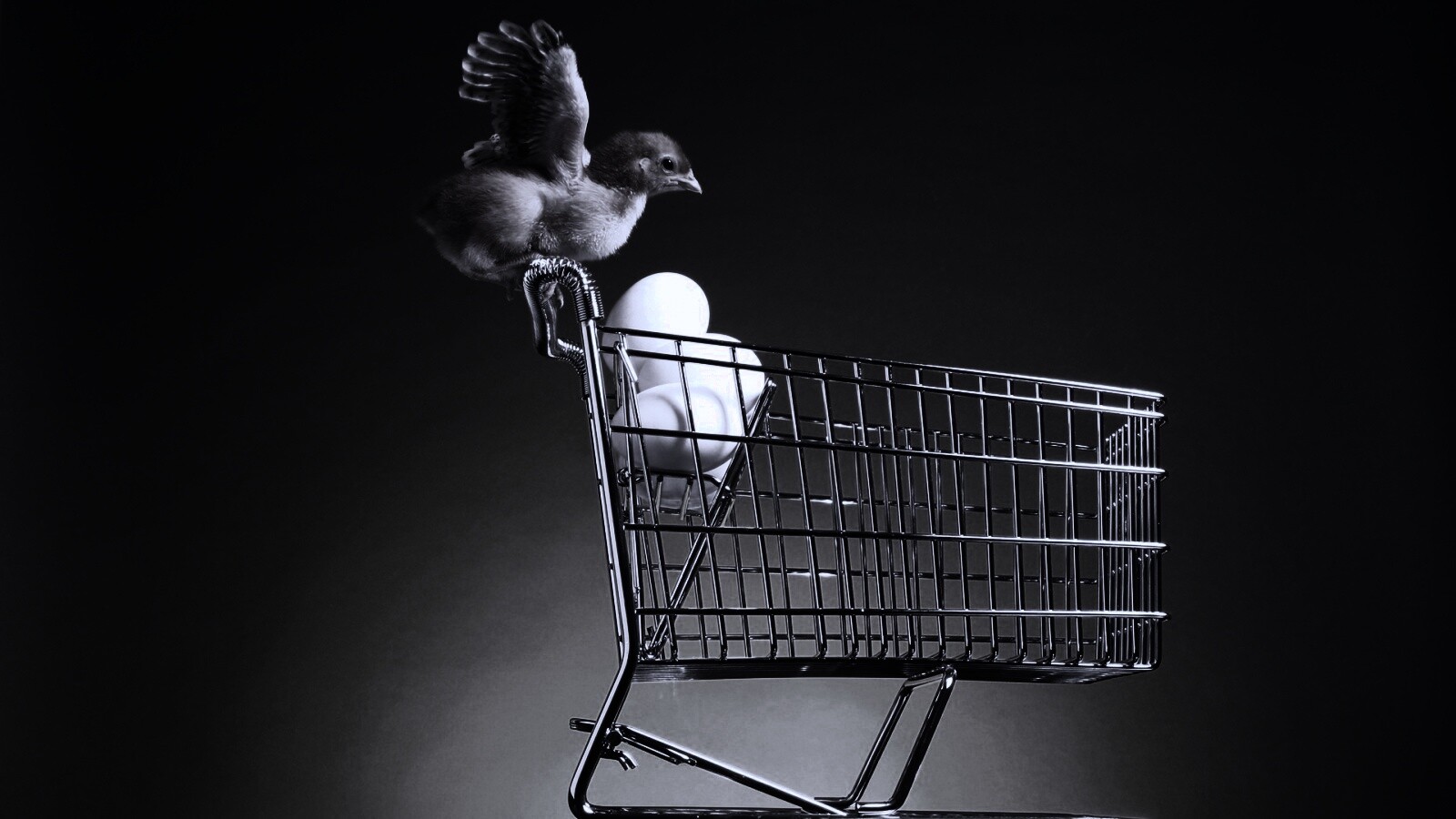 Цыплёнок покупает яйца обои