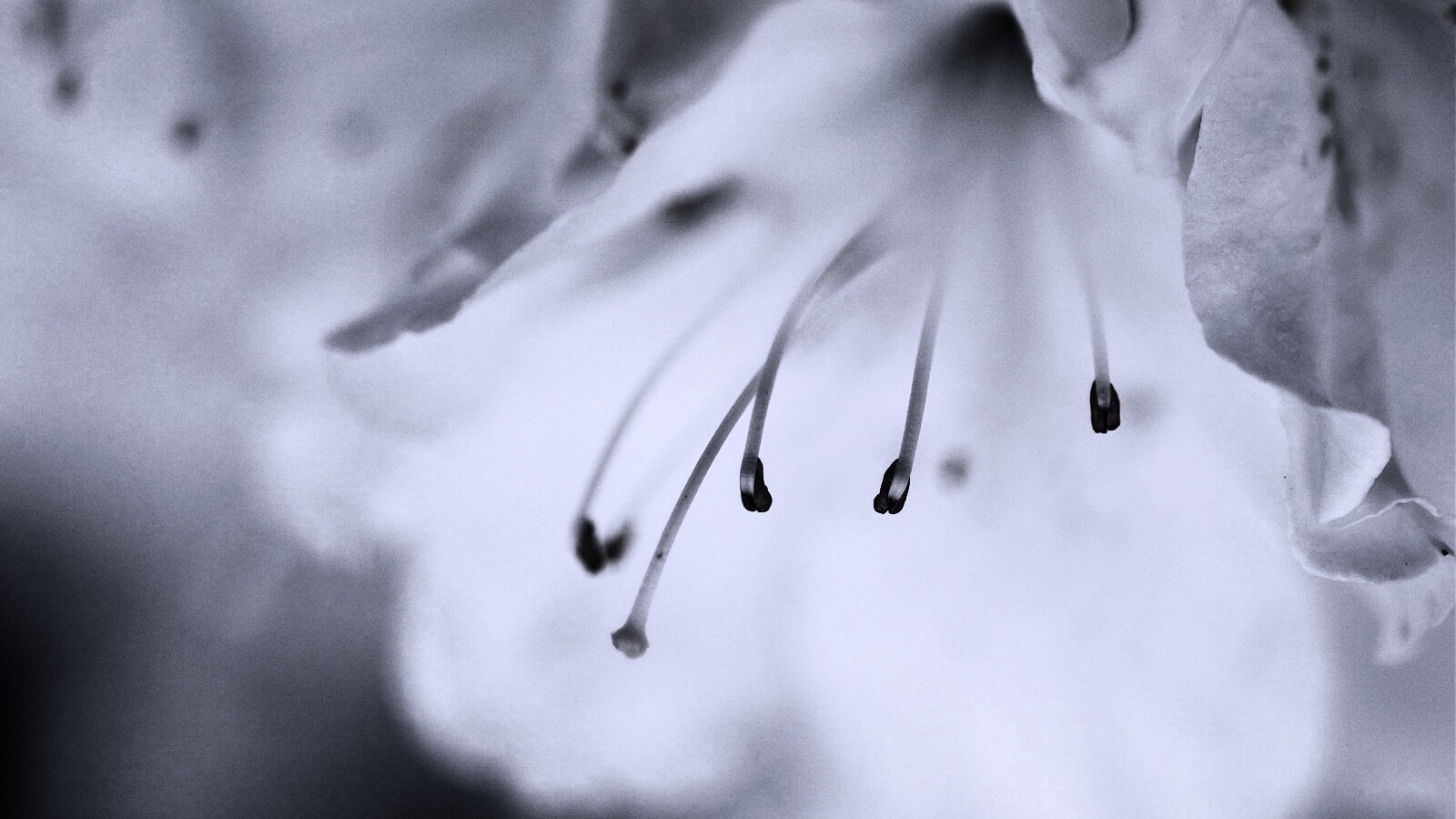 Цветок орхидеи обои