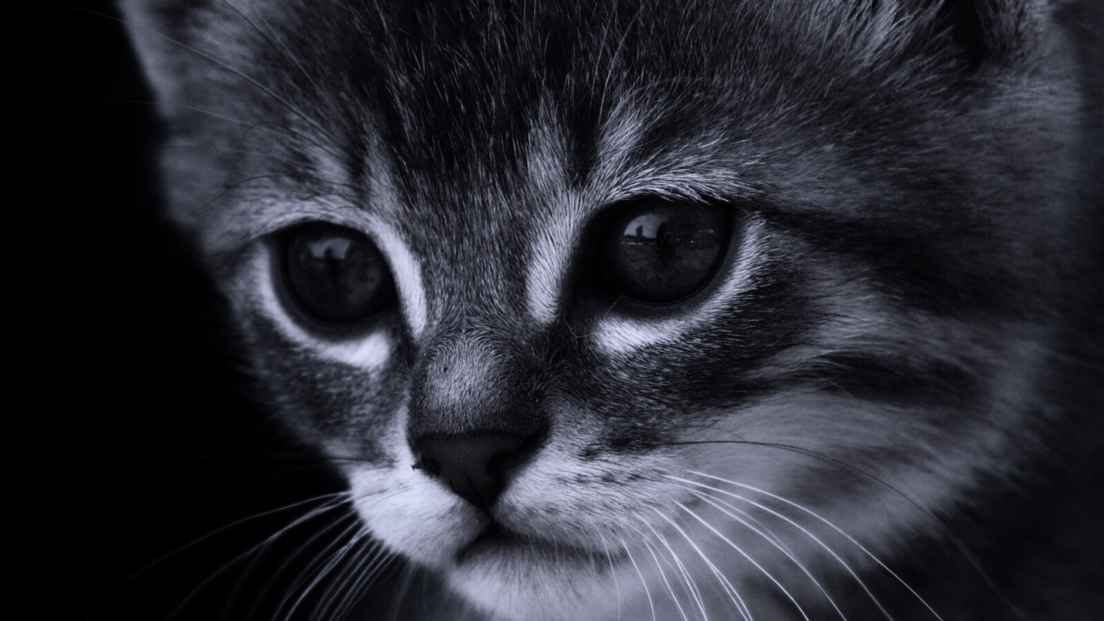 Мордочка котёнка обои