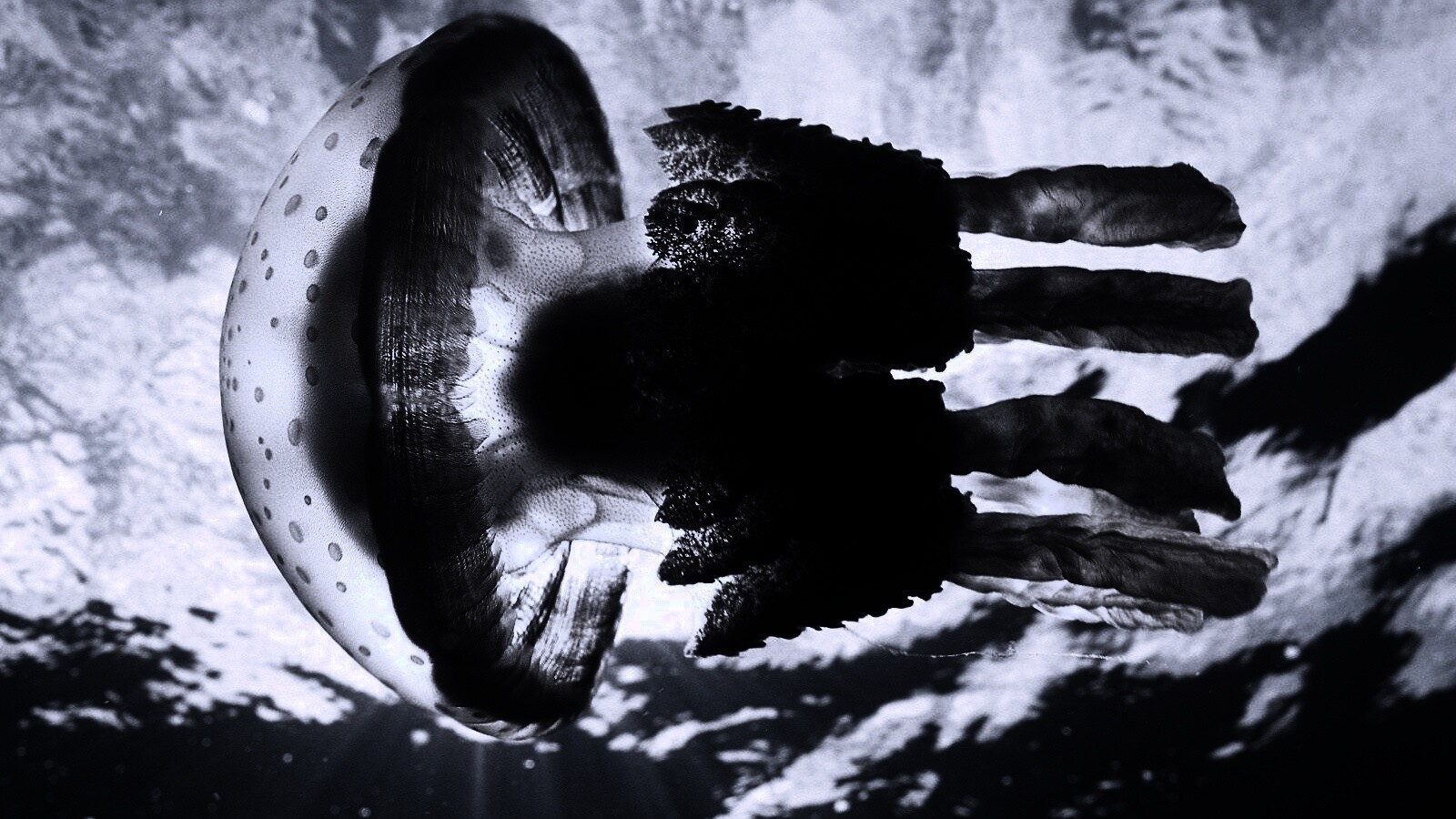 Коричневая медуза обои