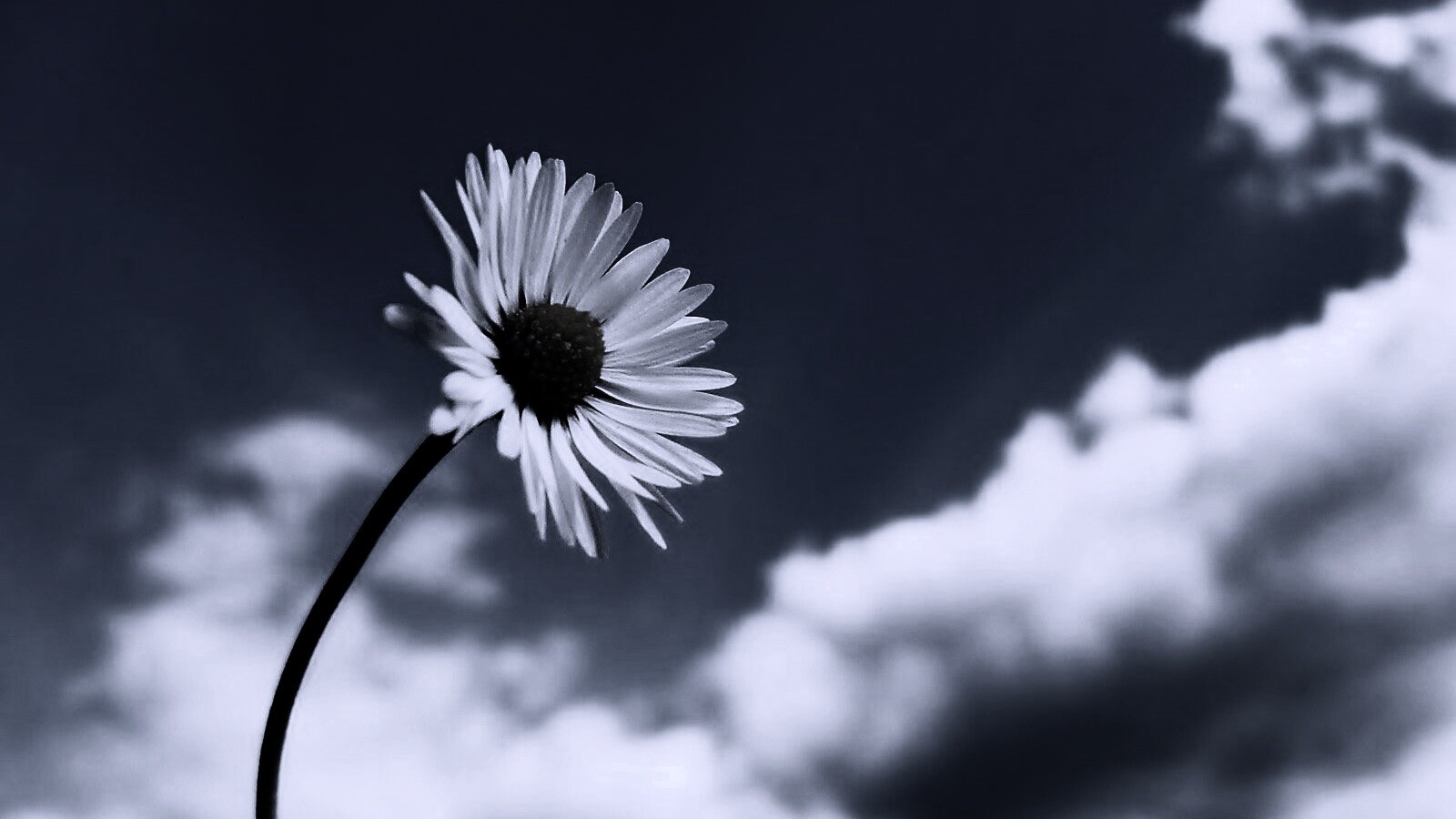 Ромашка на фоне неба обои