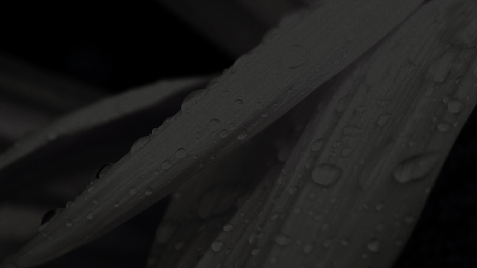 Капли на желтом лепестке обои