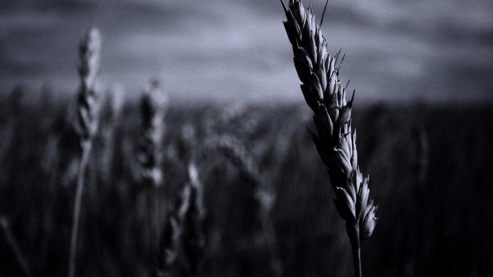 Колосок обои