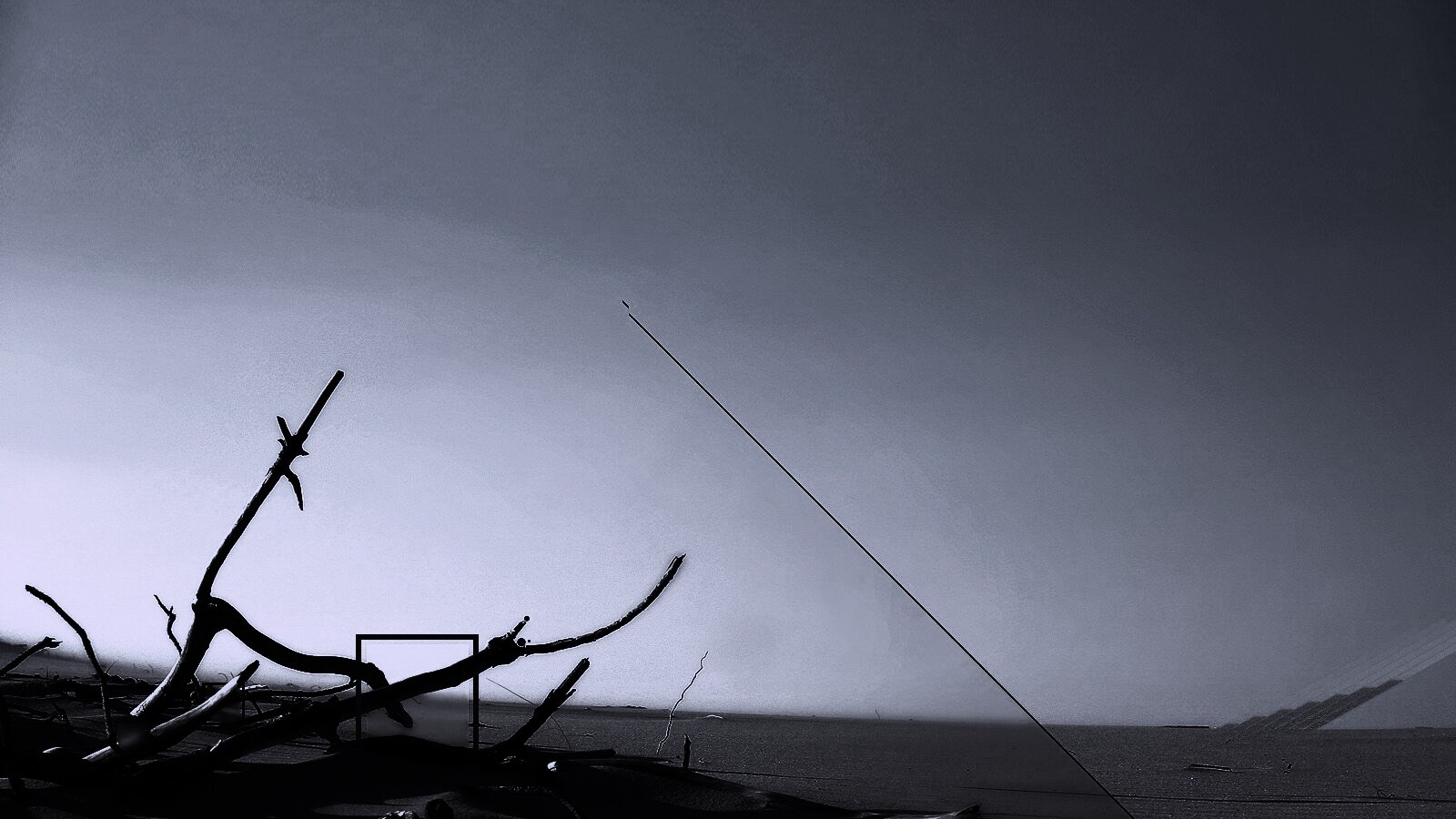 Сухостой в песках обои