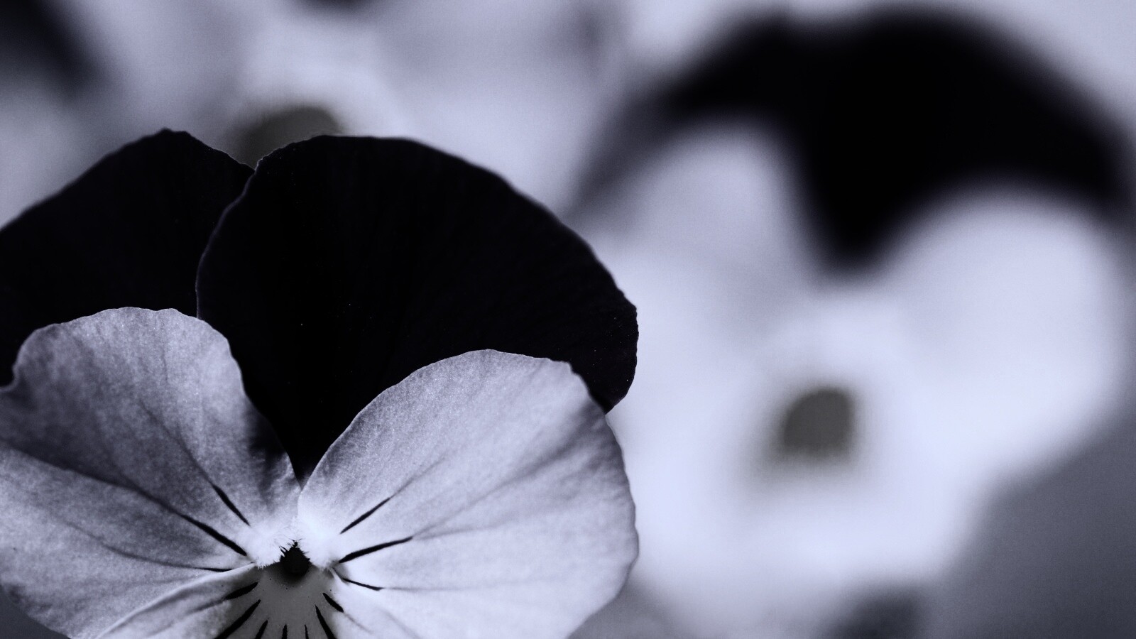 Фиолетовые цветы обои