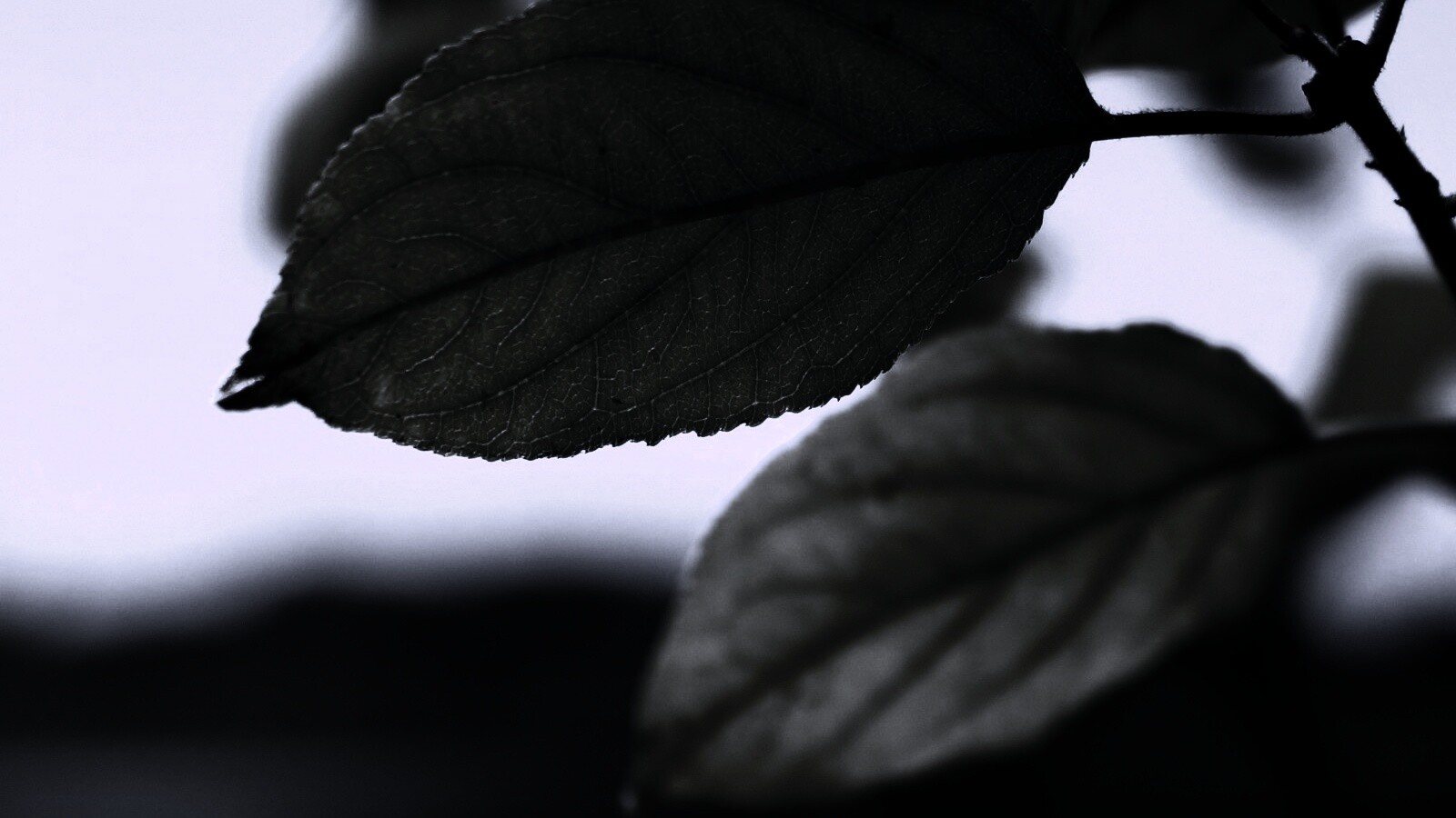 Три листа обои