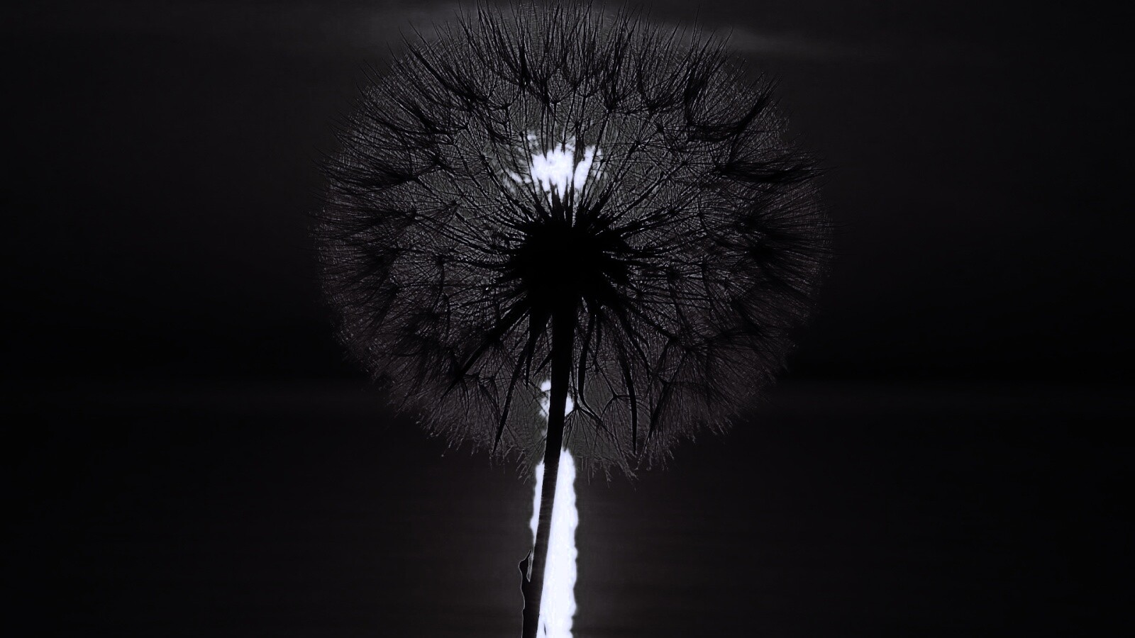 Одуванчик на закател обои