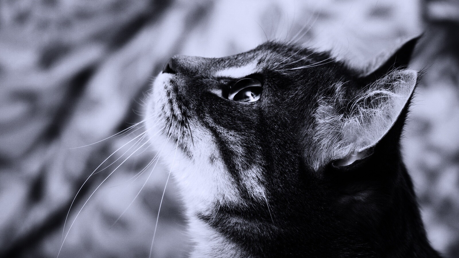 Котик смотрит верх обои