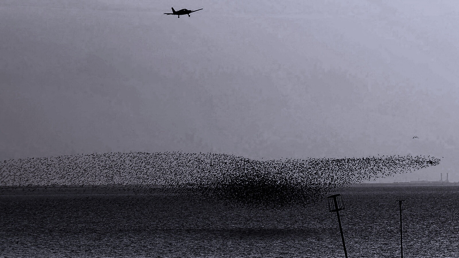 Взлетающая стая птиц обои