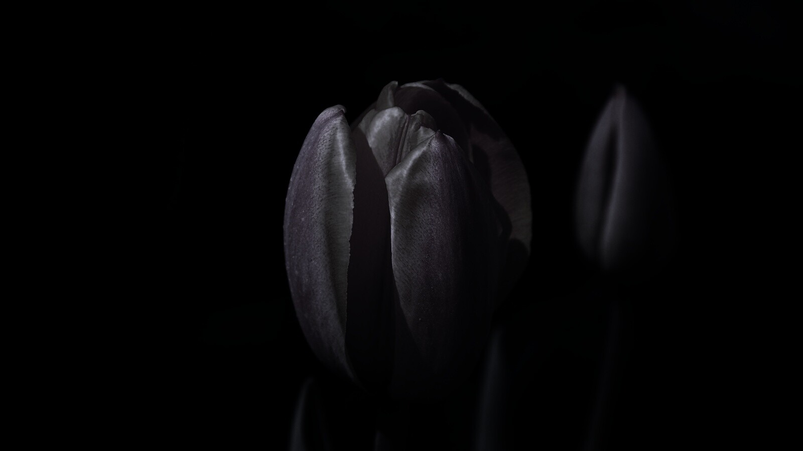 Распускающийся тюльпан обои