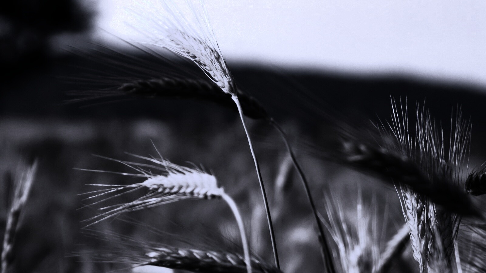 Колоски на ветру обои