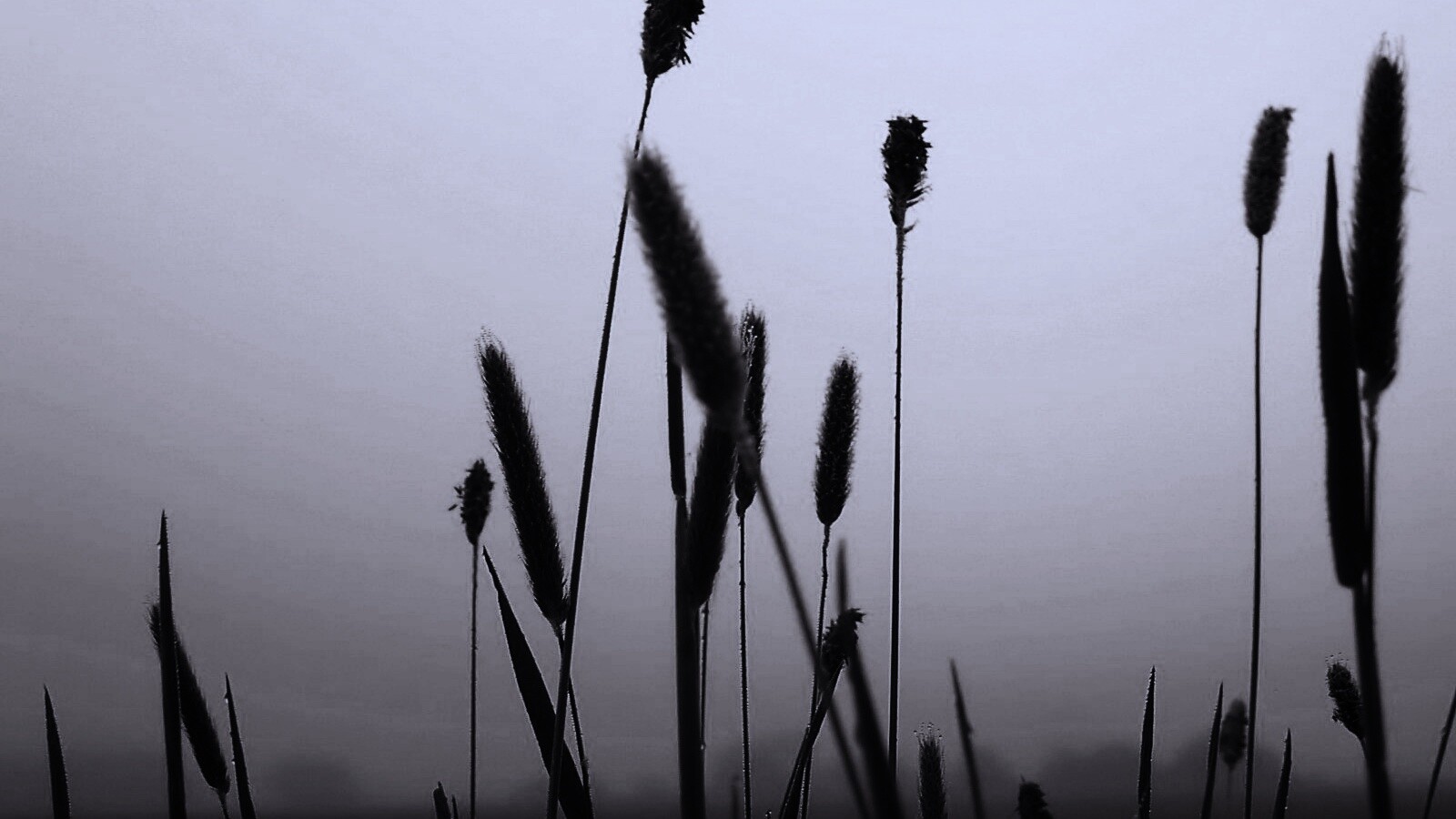 Травинки на фоне золотого неба обои