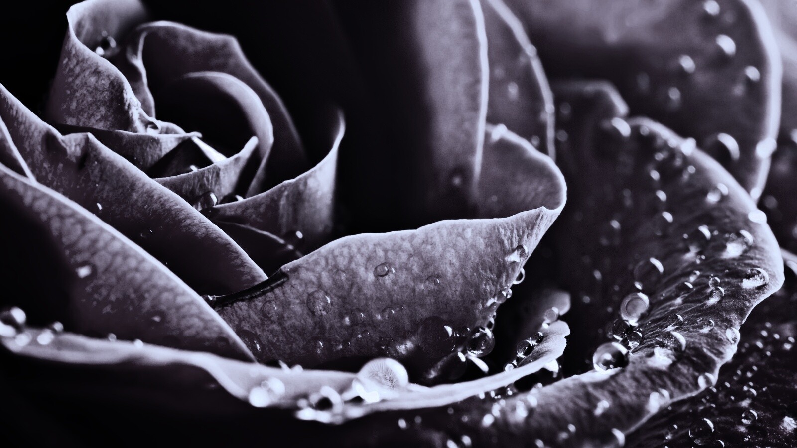 Капли на бутоне розы обои