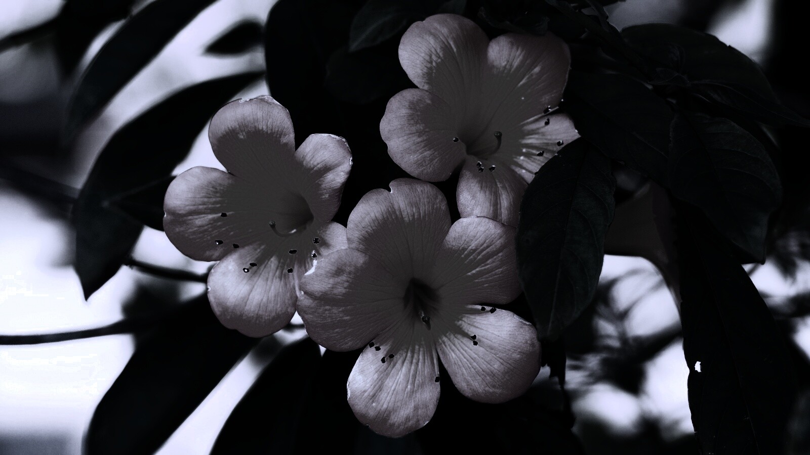 Оранжевые цветочки обои