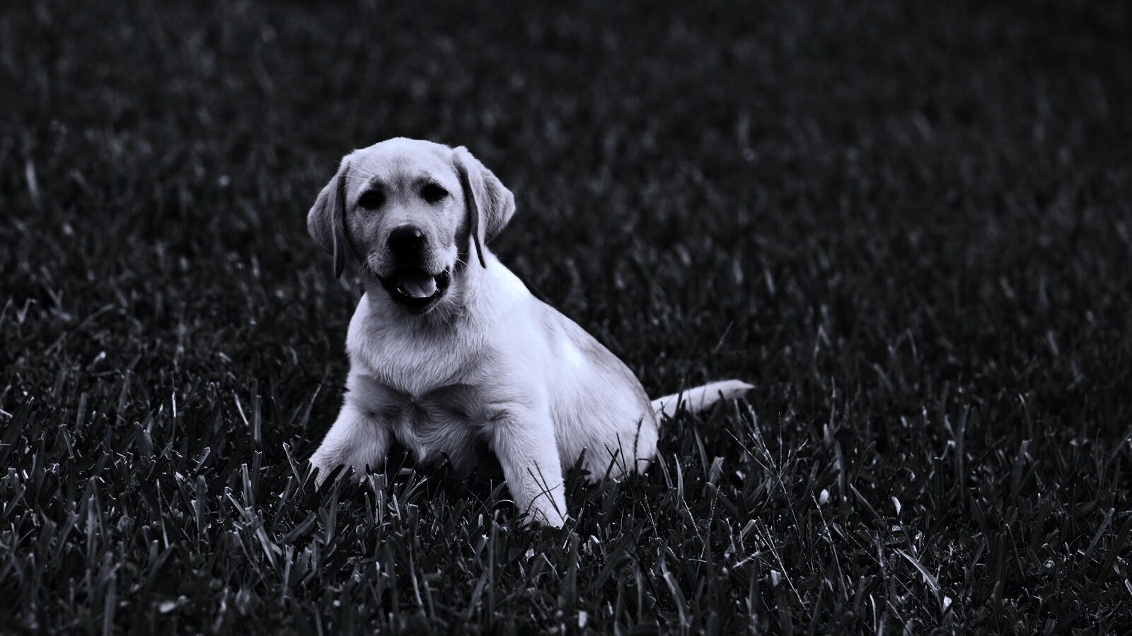 Щенок лабрадора в траве обои