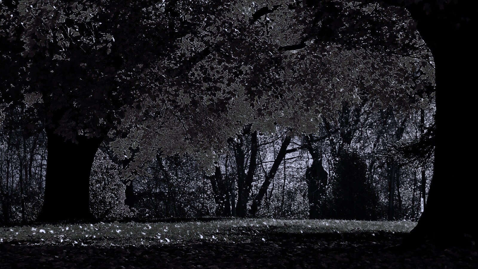 Размашистое осеннее дерево обои