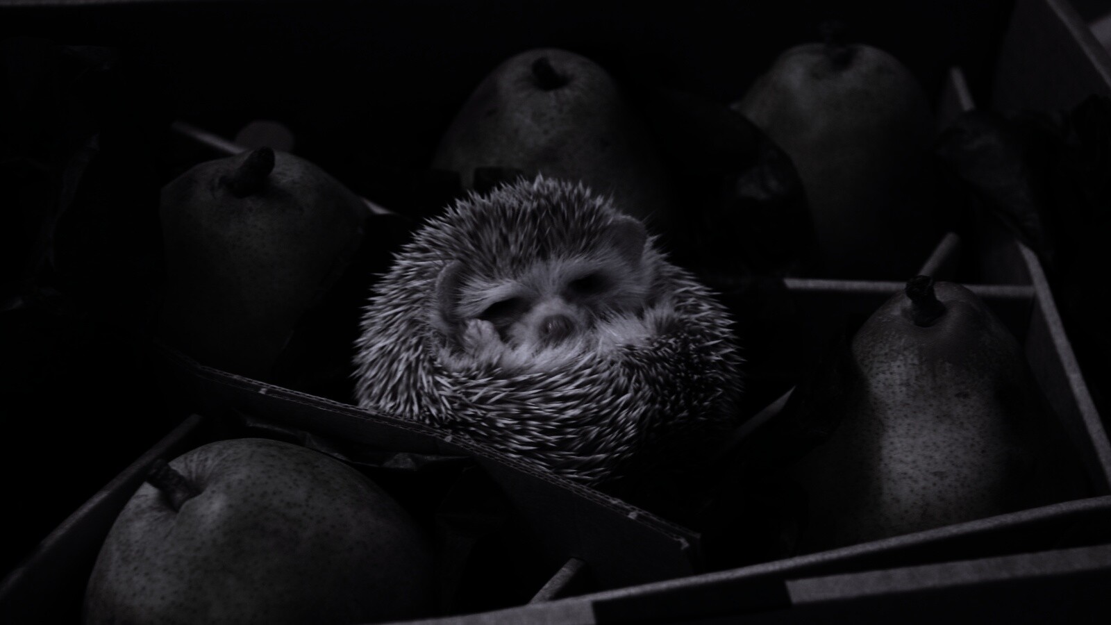 Ёжик в грушах обои