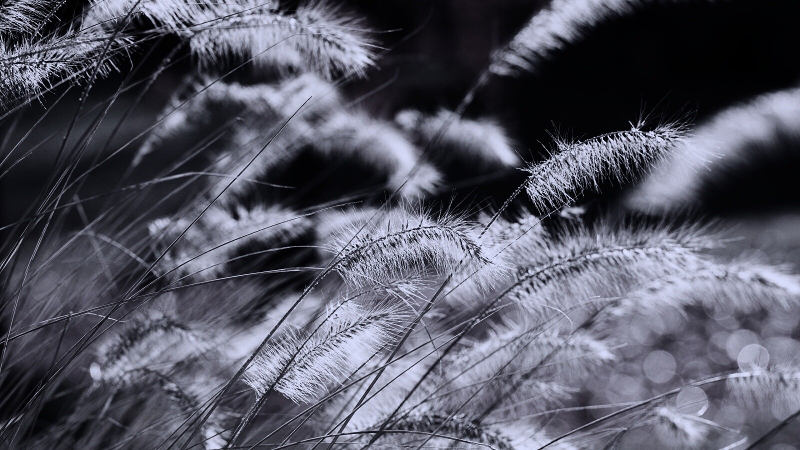 Травинки на ветру обои