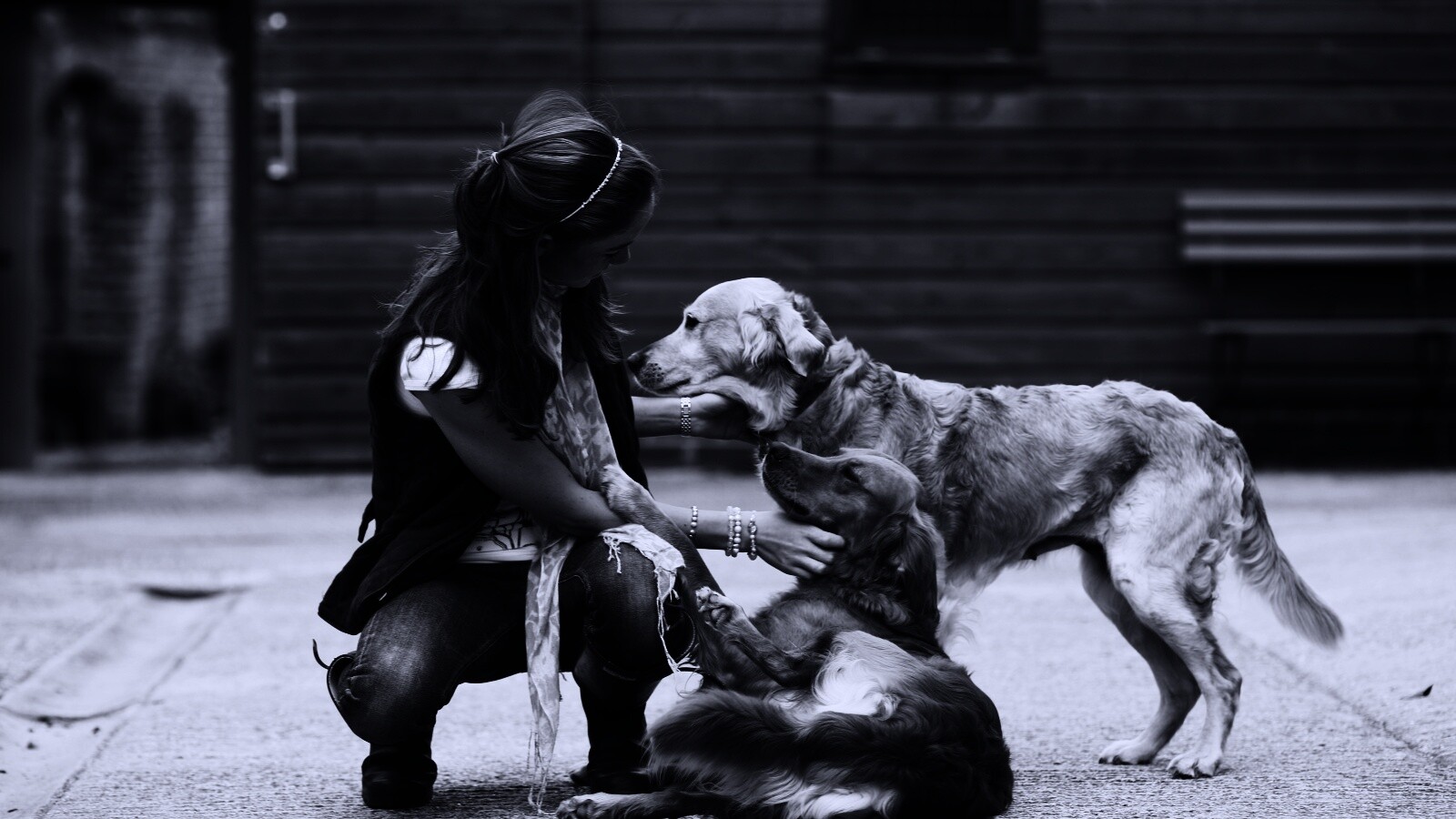 Девушка с собаками обои